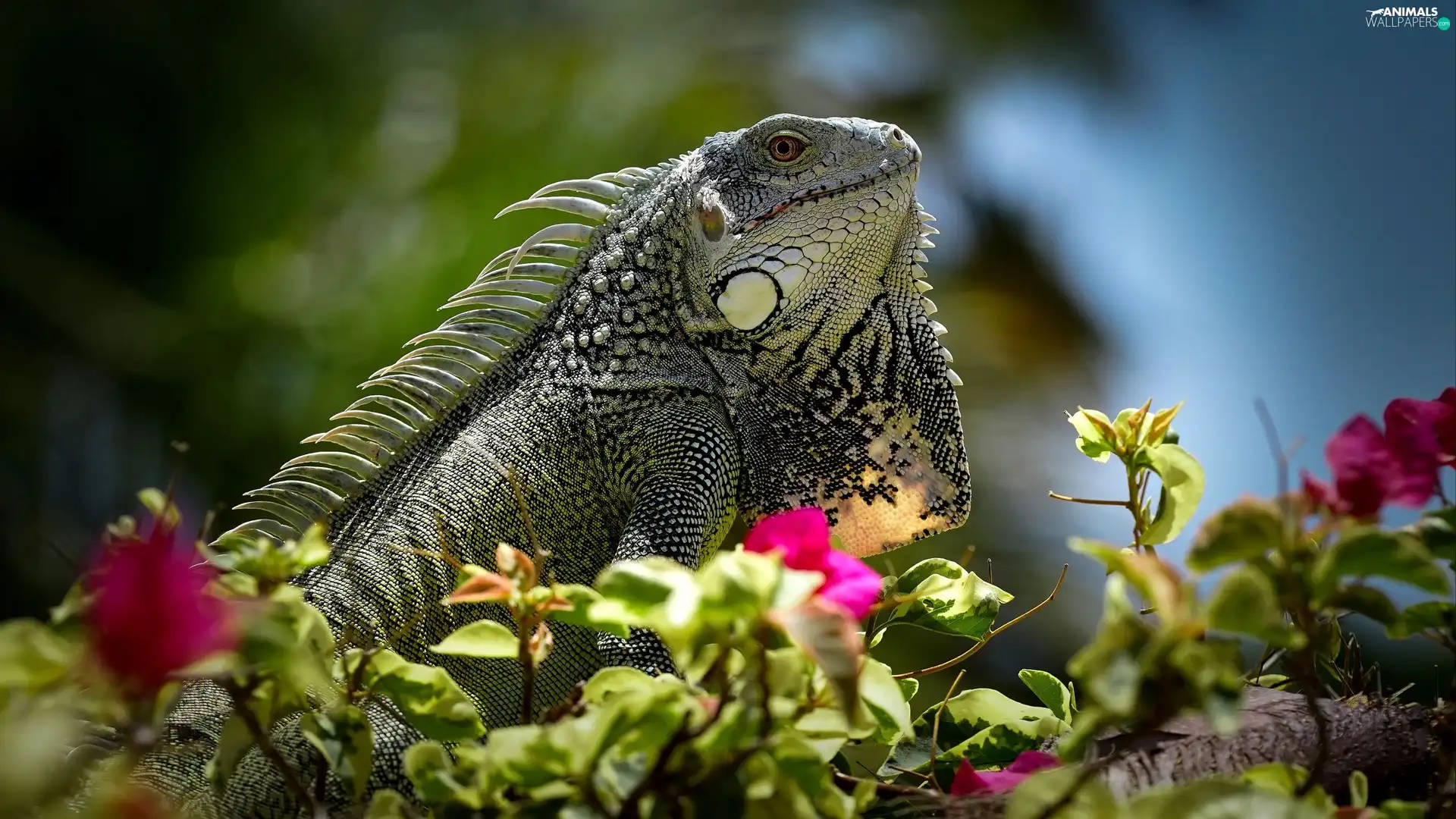 Green Iguana, lizard, Flowers, Iguana