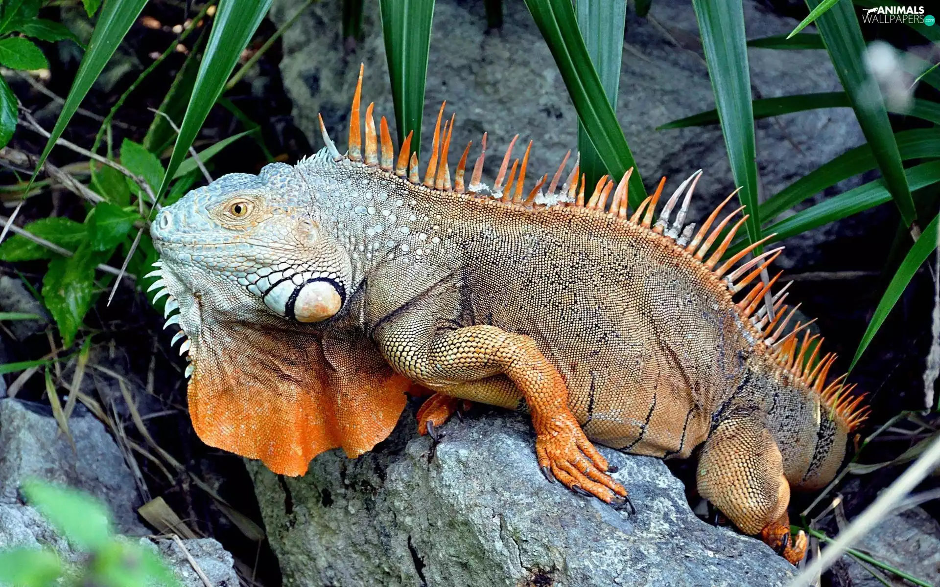 Iguana, reptile, Orange