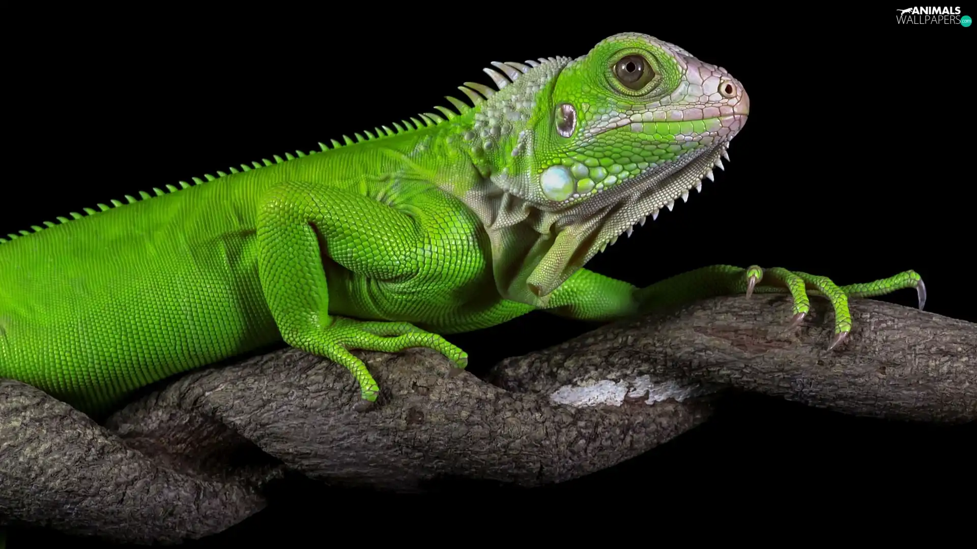 Green Iguana, rapprochement, trees, Iguana