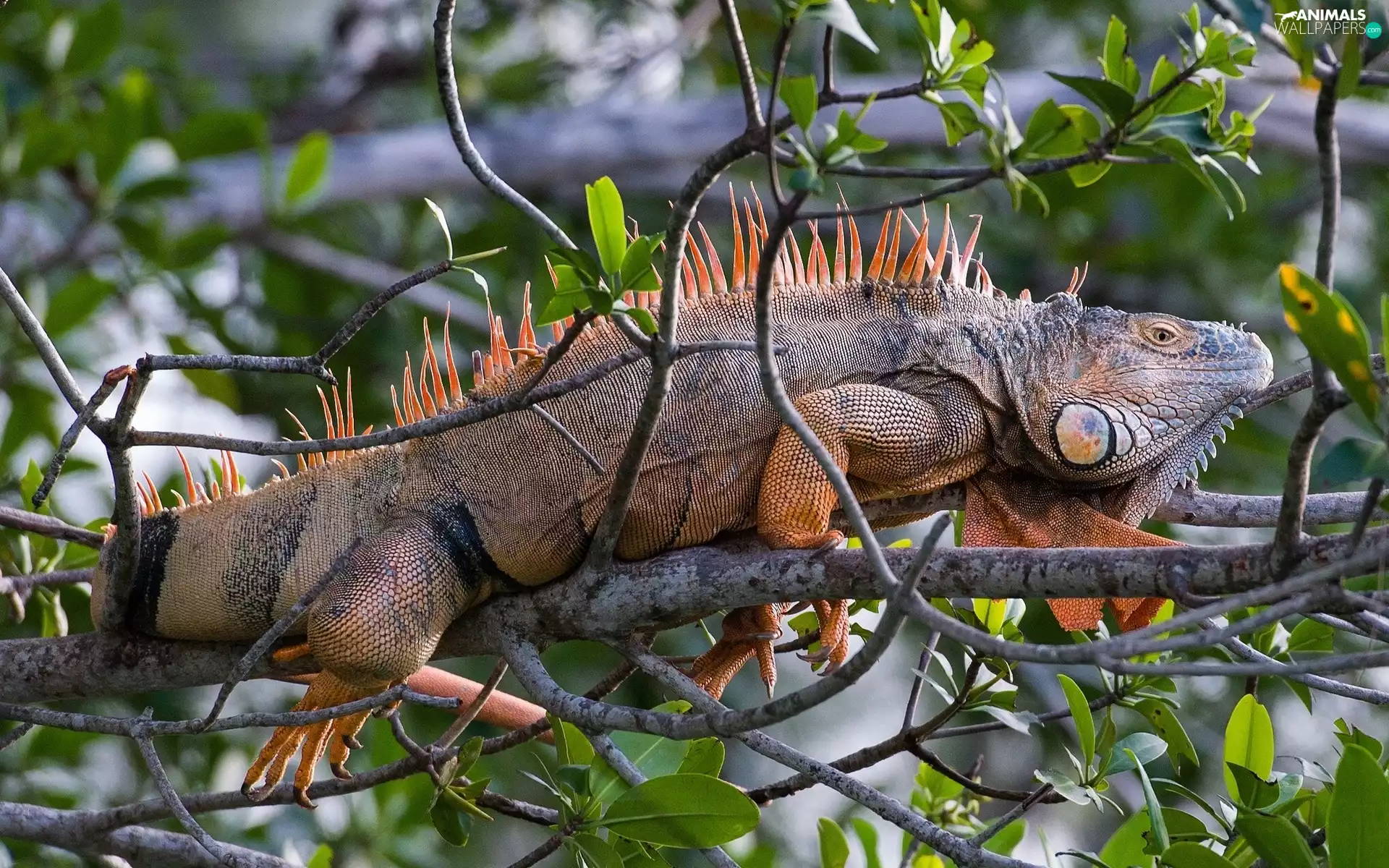 Iguana, trees