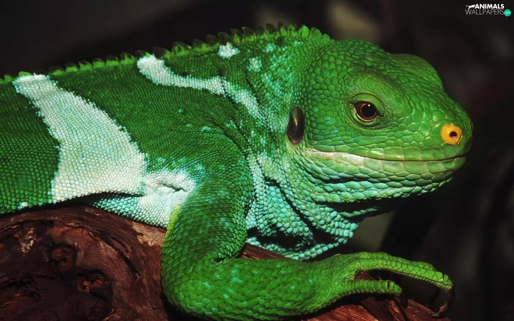 Iguana, green, White