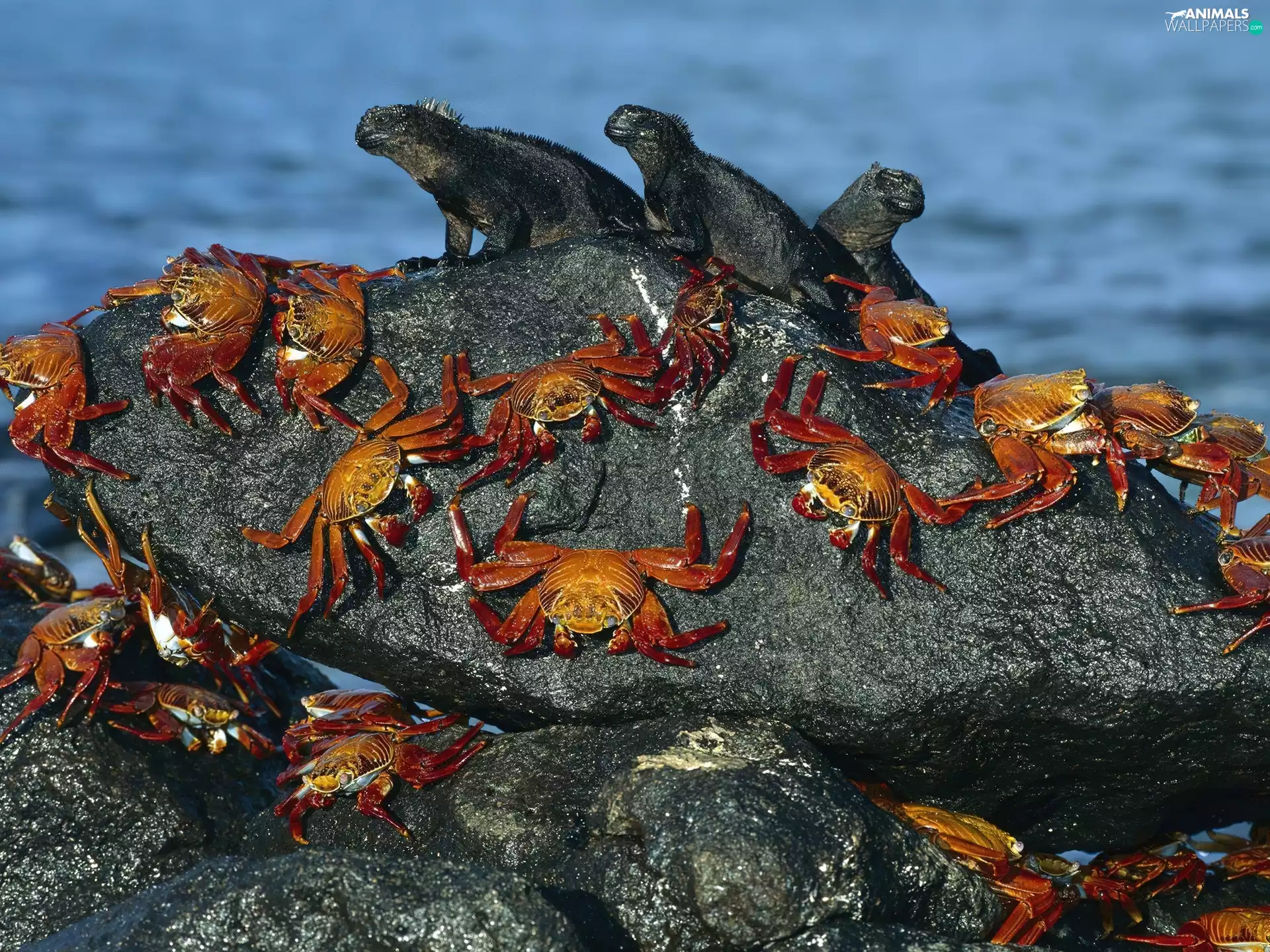 iguanas, Crabs, Three