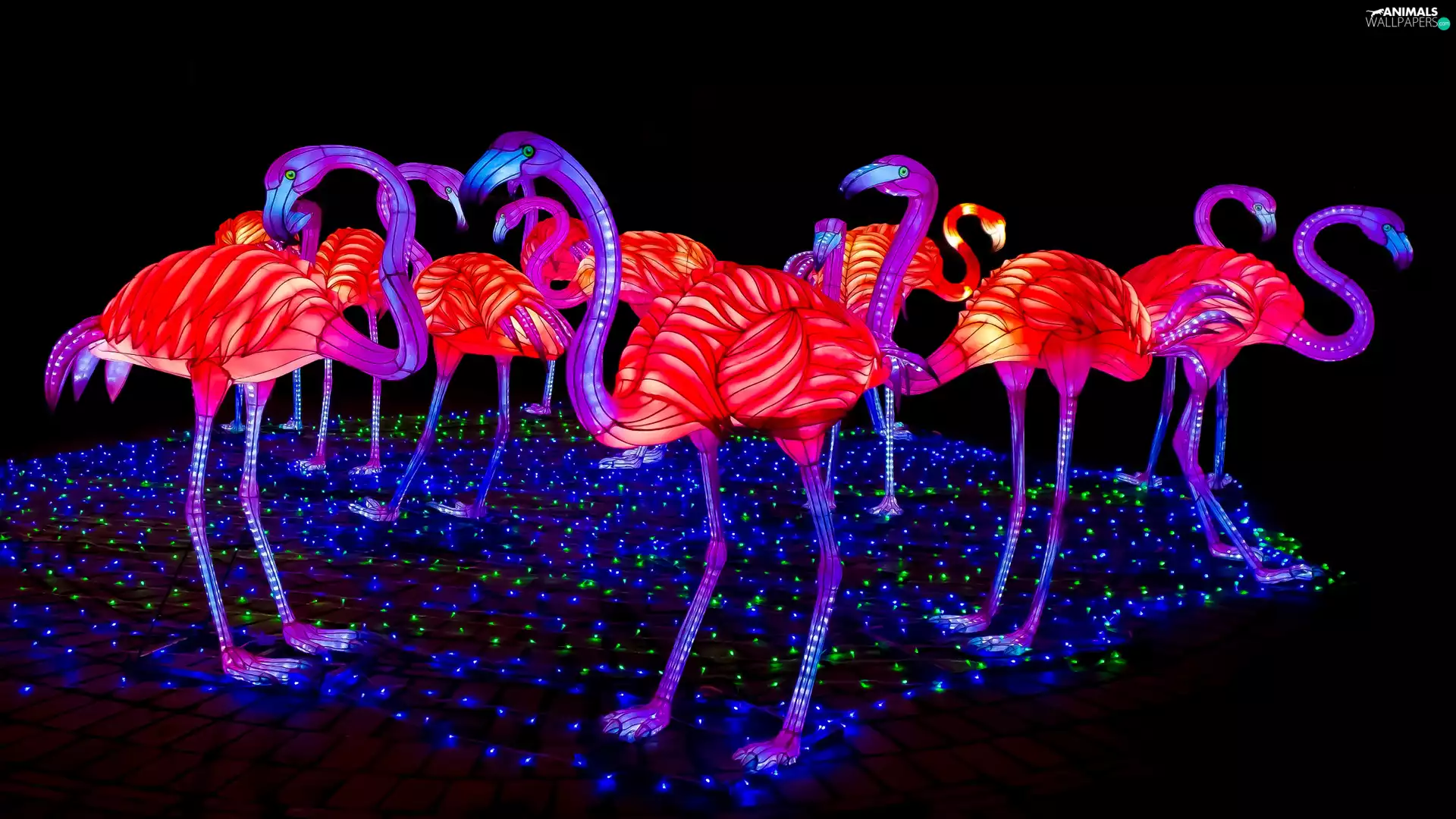 lighting, Illuminations, color, electric, Flamingos