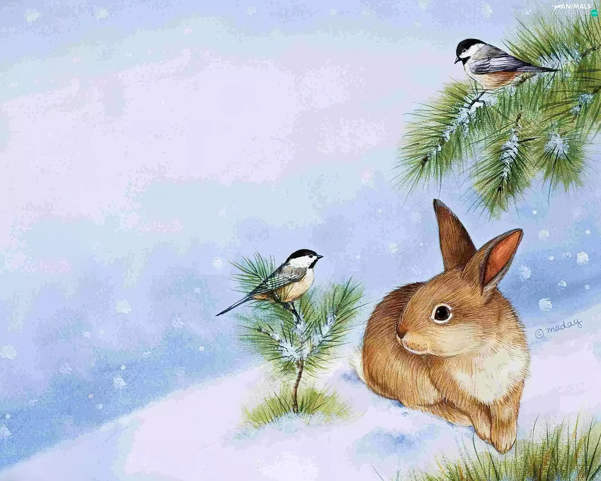 winter, birds, Poster Image, Wild Rabbit