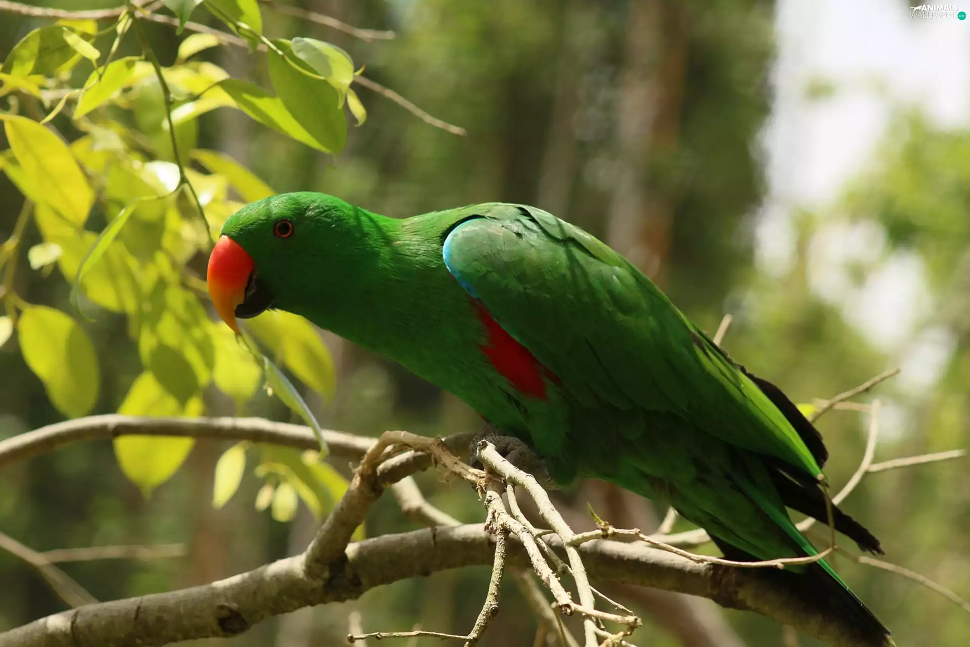 trees, Eclectus Parrot, Red, leaves, nose, parrot, male, In the background, viewes, branch pics
