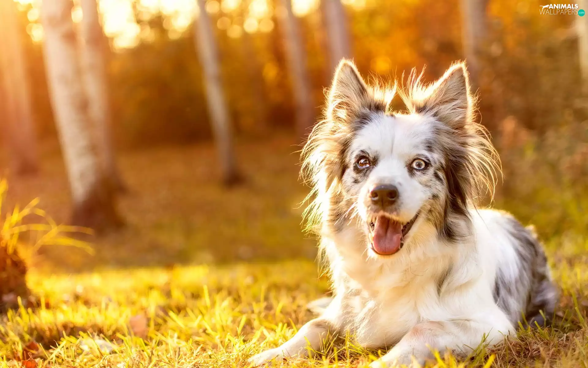 Border Collie, car in the meadow