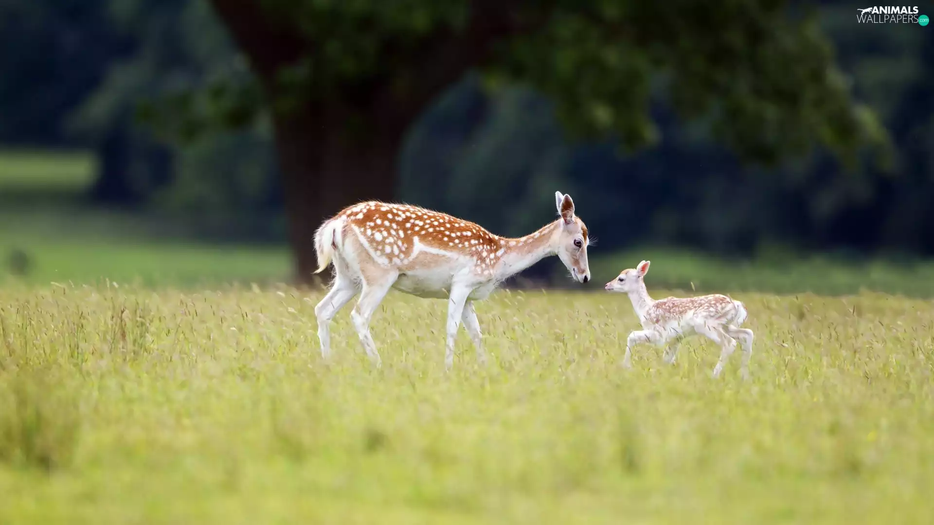 forest, Daniele, car in the meadow