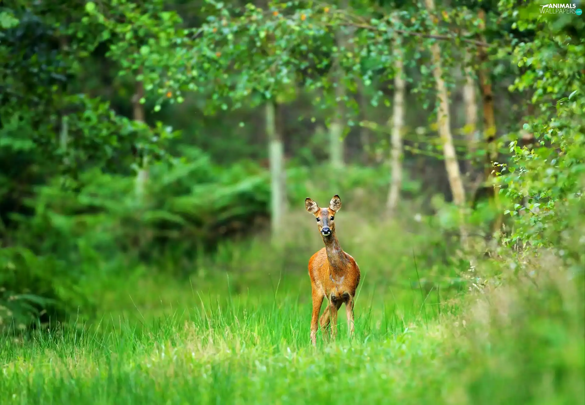 forest, deer, car in the meadow