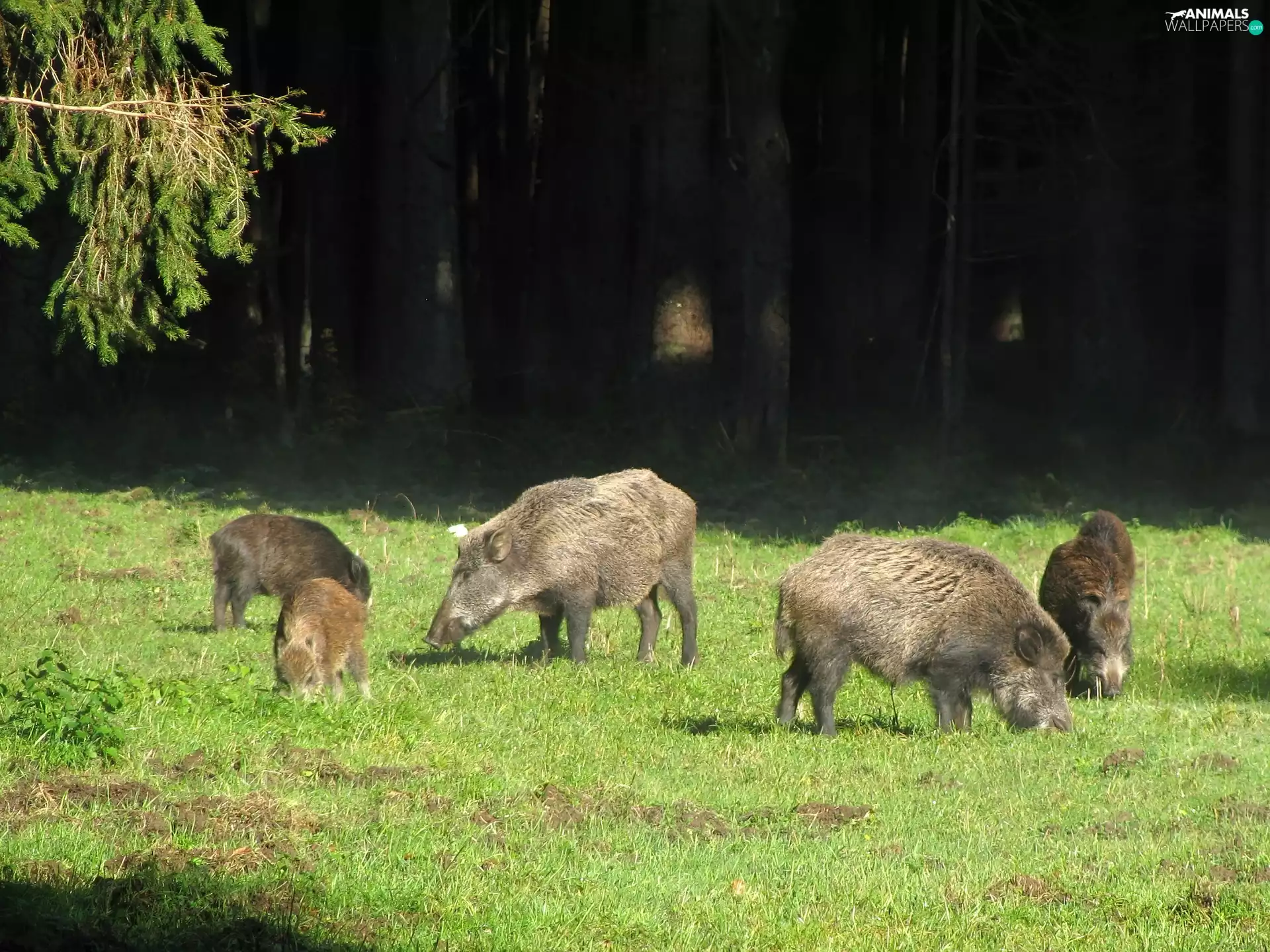 forest, wild, car in the meadow