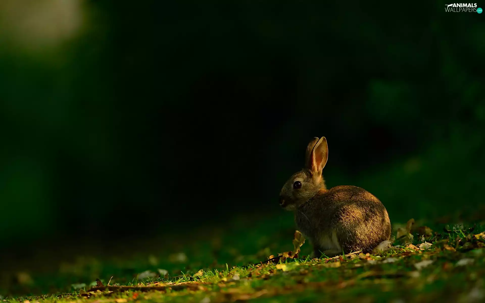 Wild Rabbit, car in the meadow