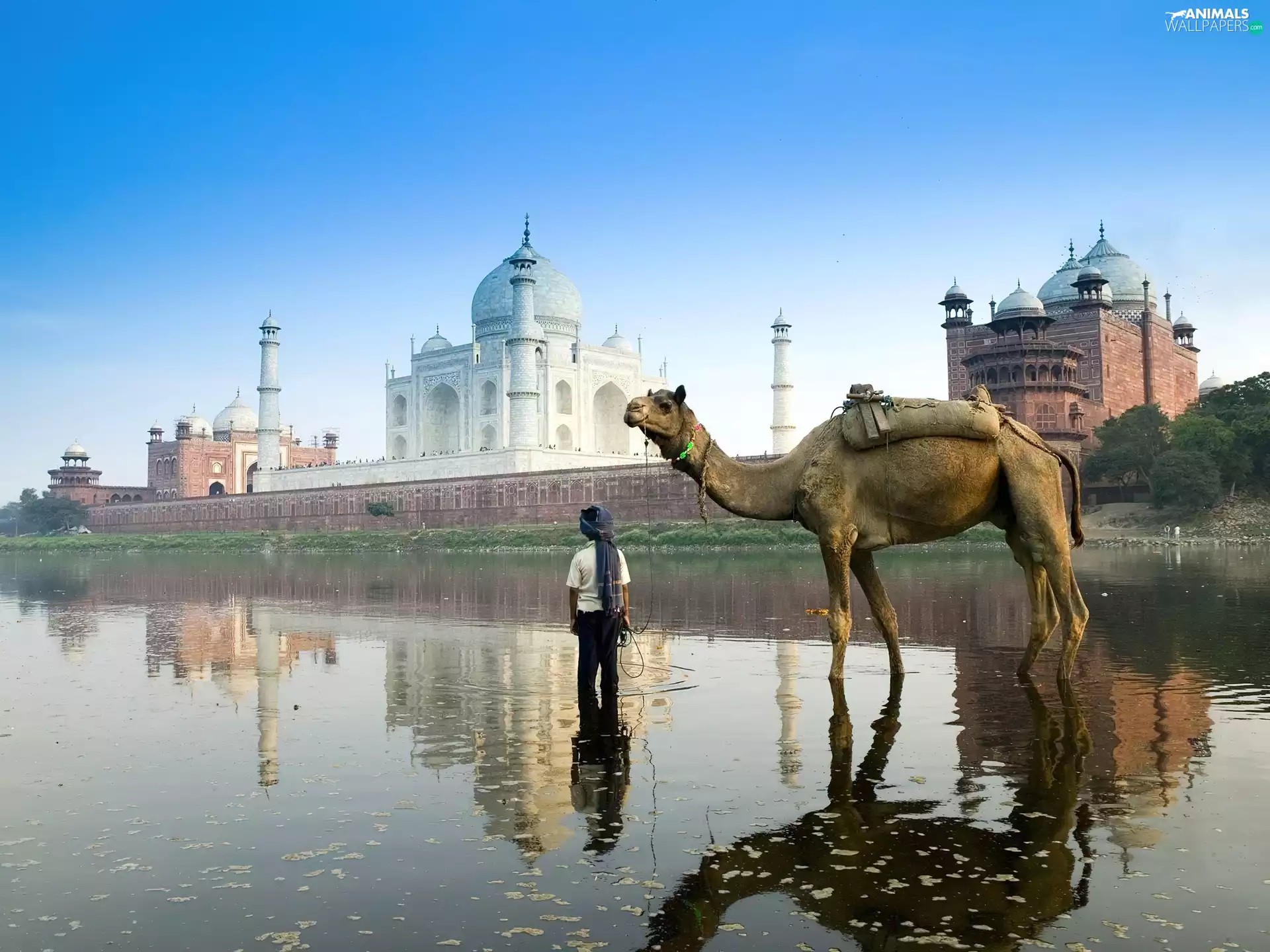 india, Camel, Agra