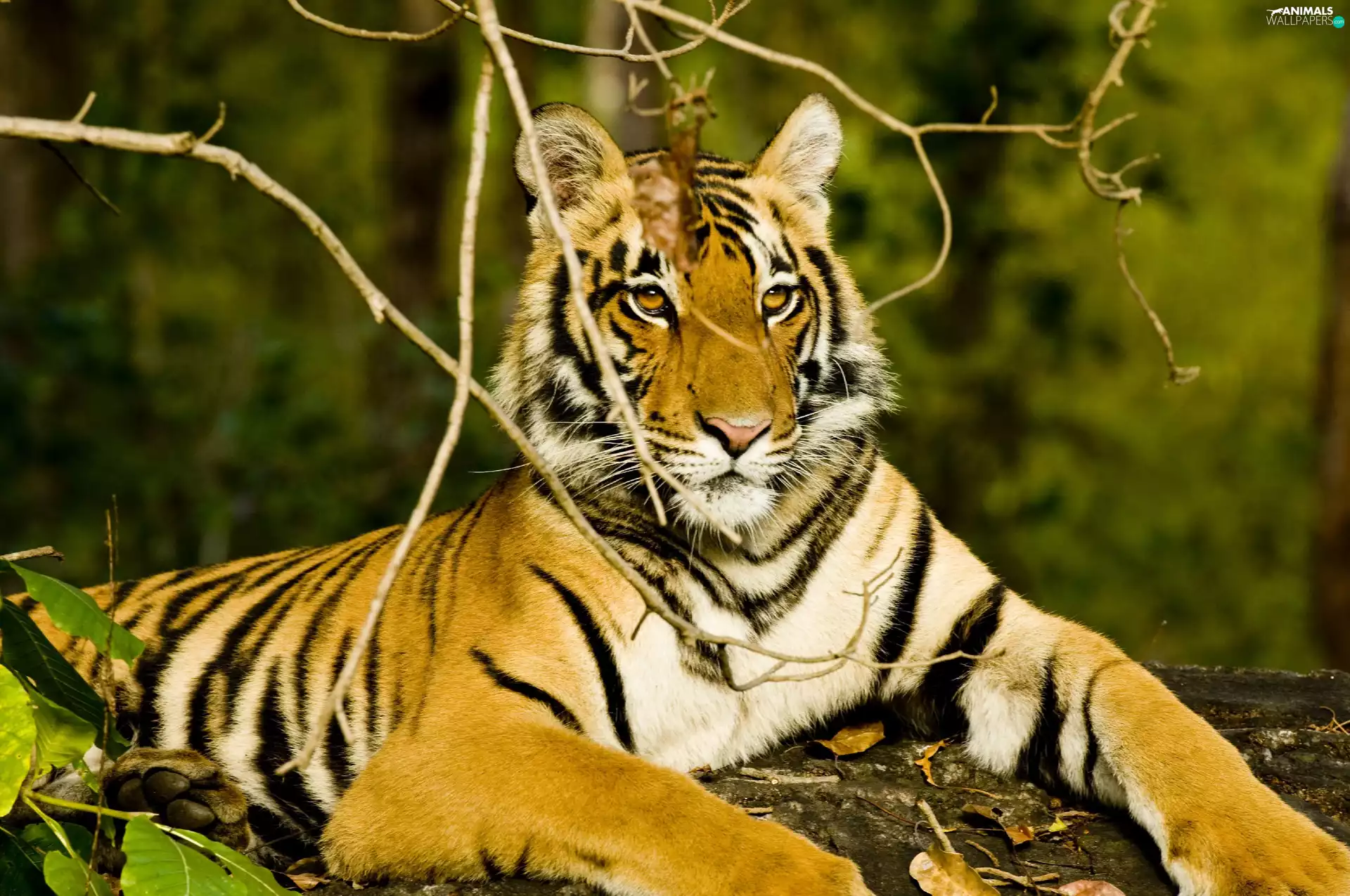 Indian Tiger, observer