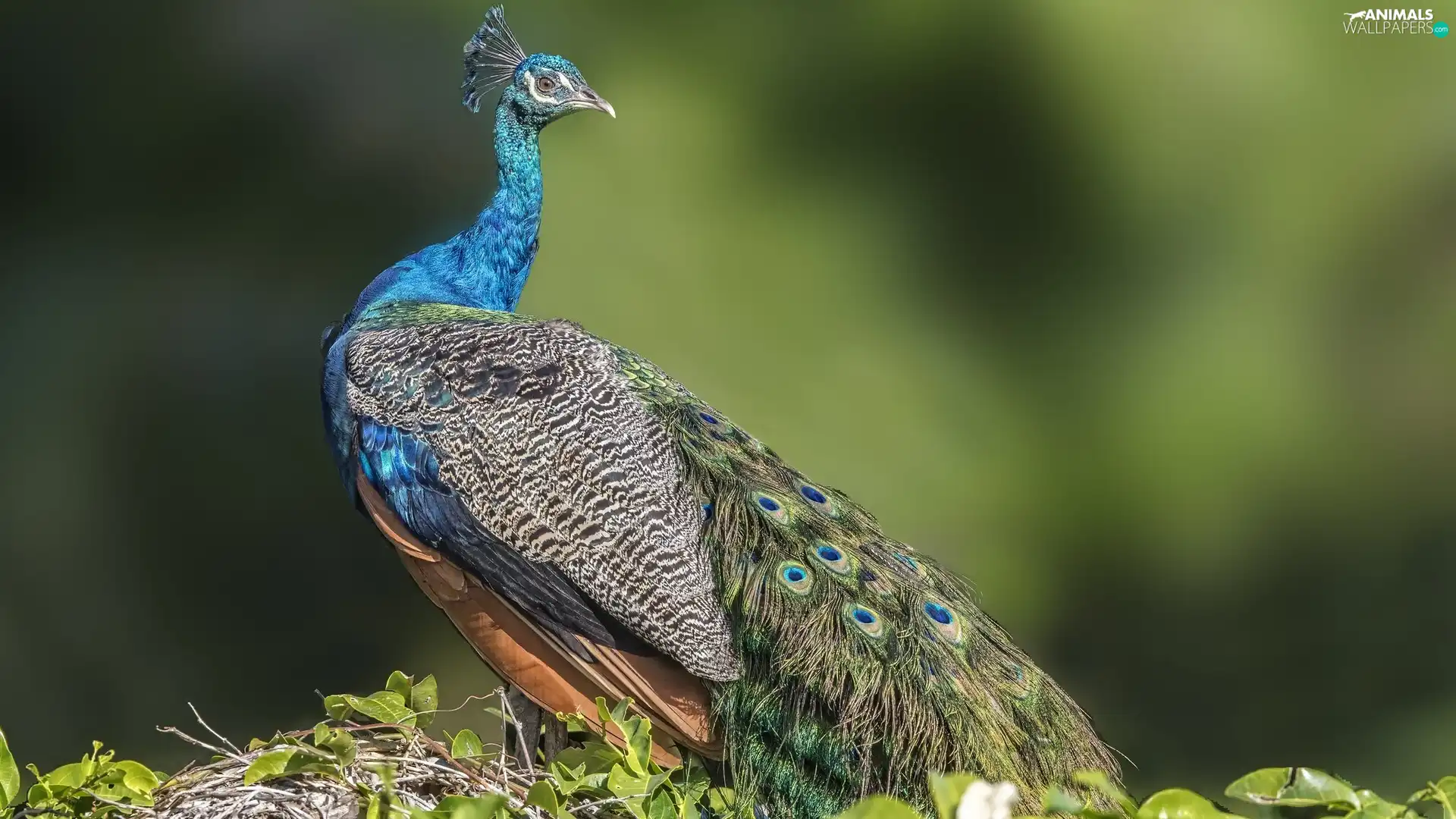 Indian Peacock, tail