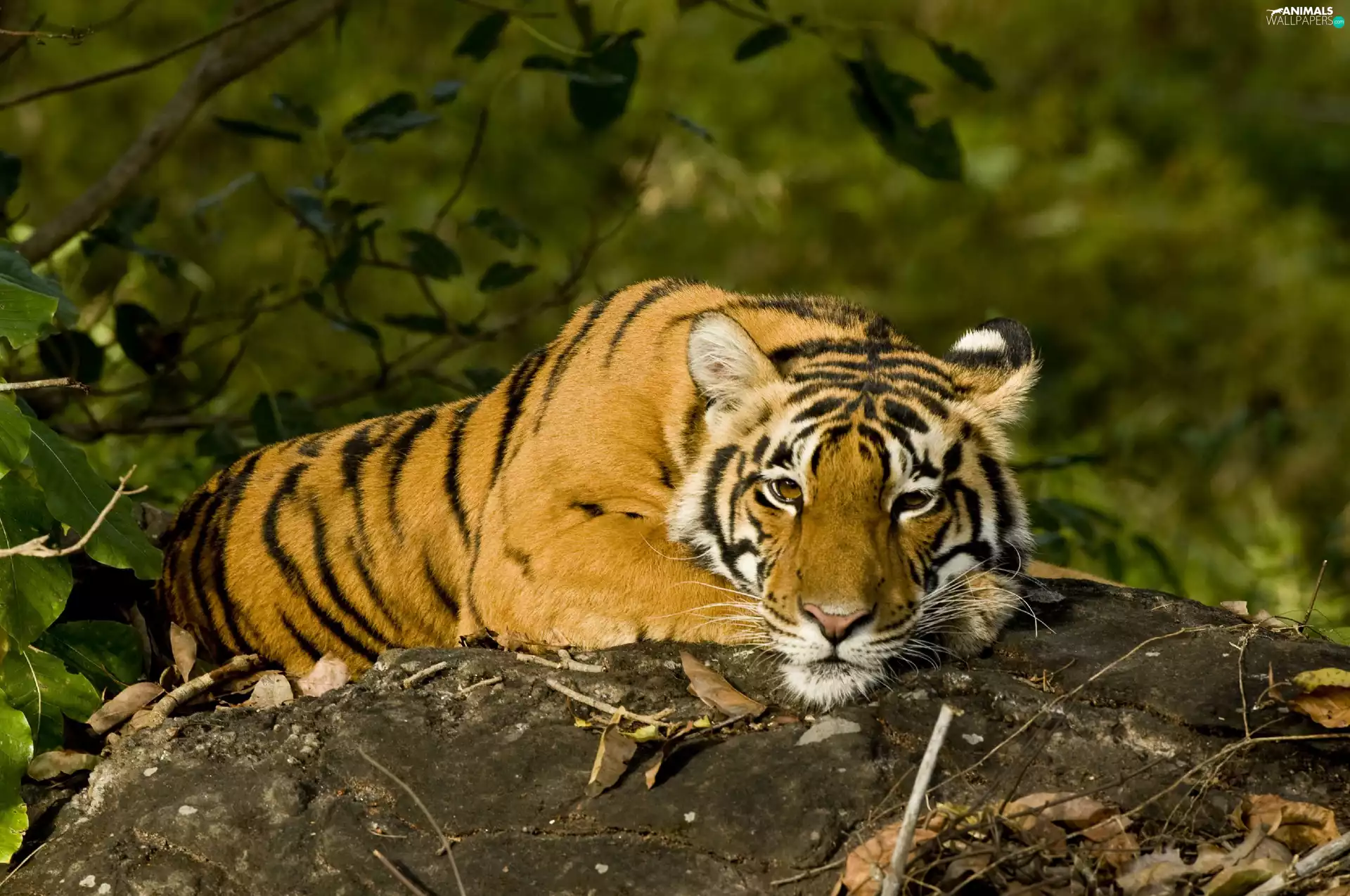 Indian Tiger