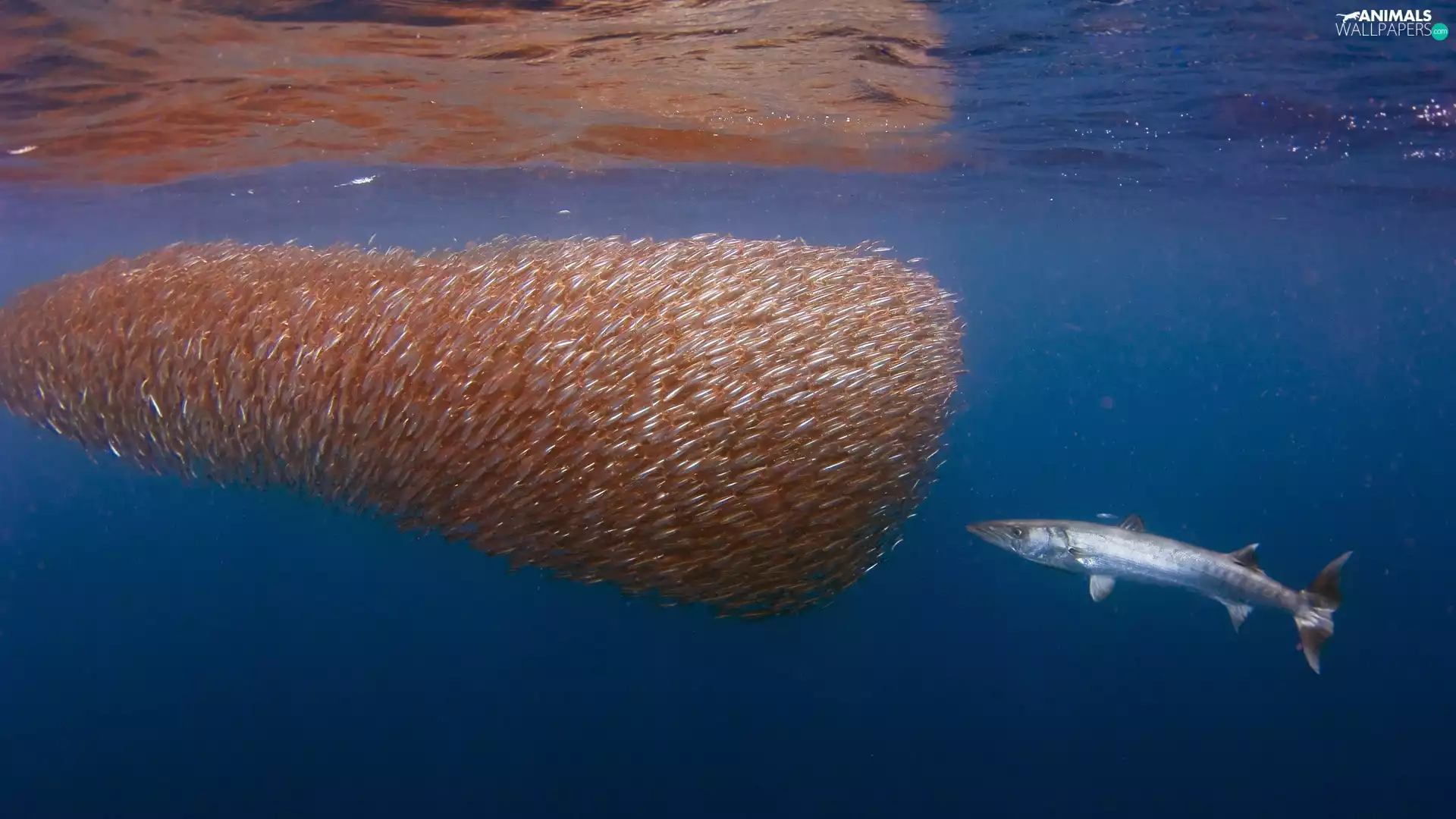 atack, shoal, sea, indonesia, barracuda, herrings