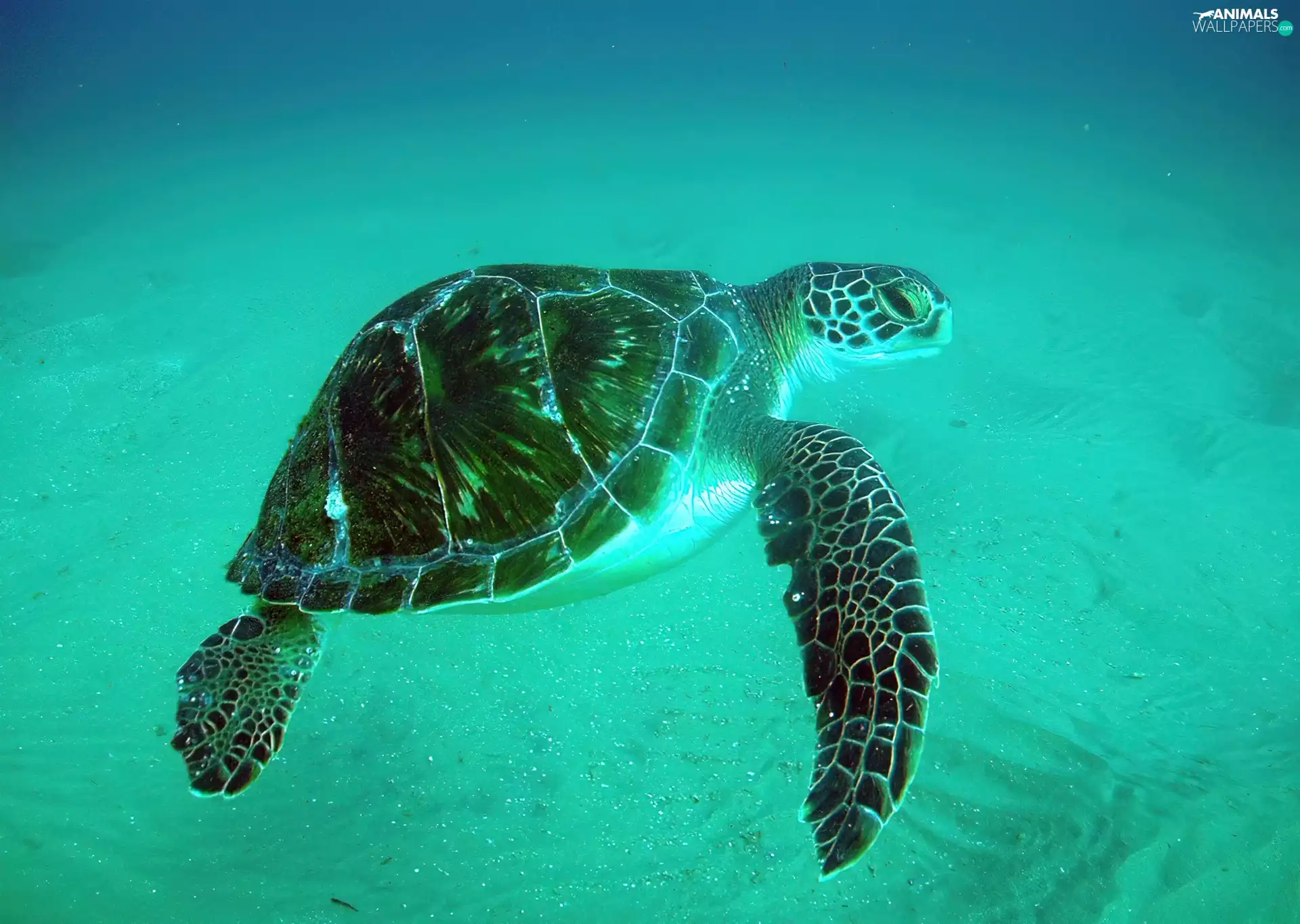indonesia, turtle, water