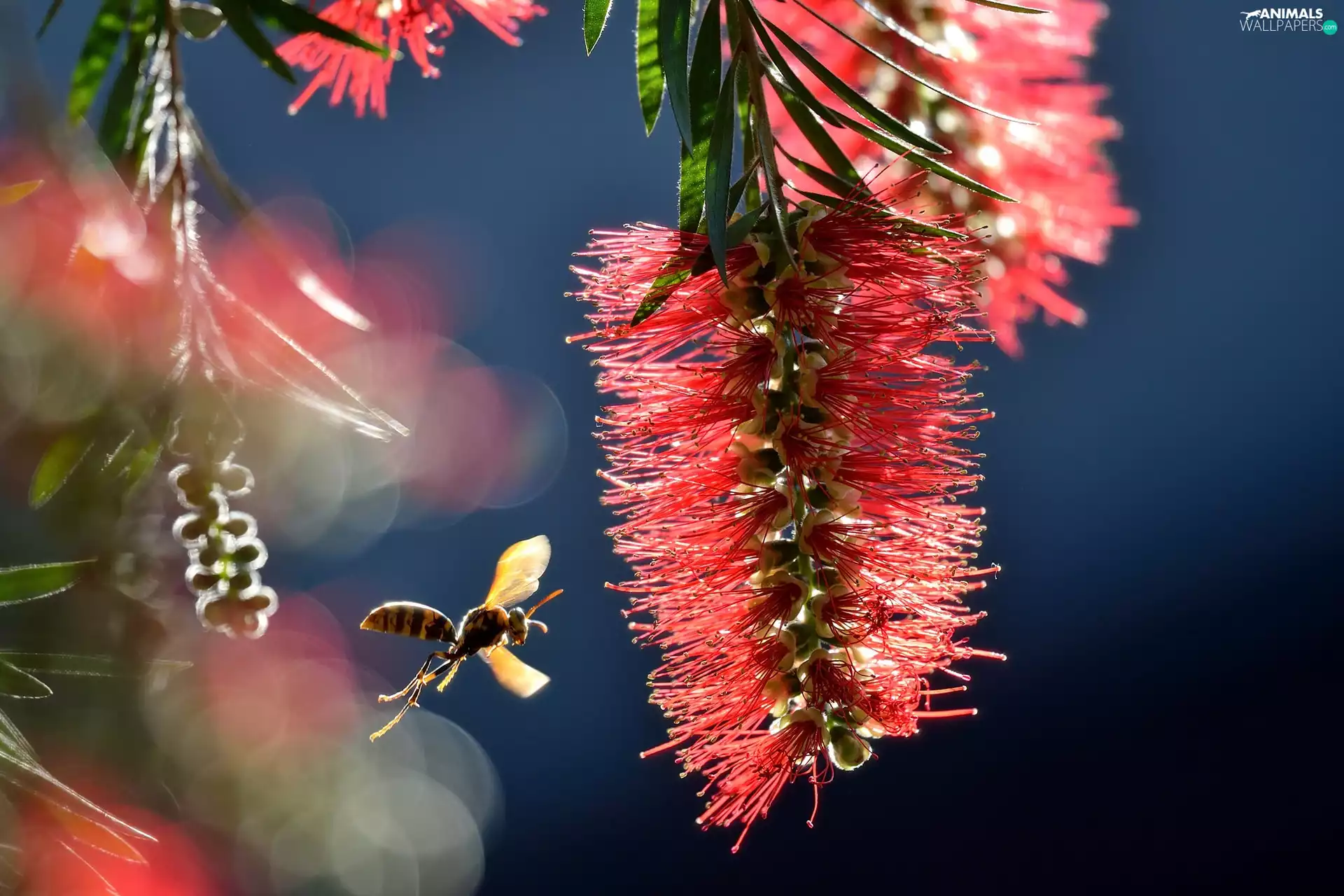 Callistemon, wasp, Close, inflorescence