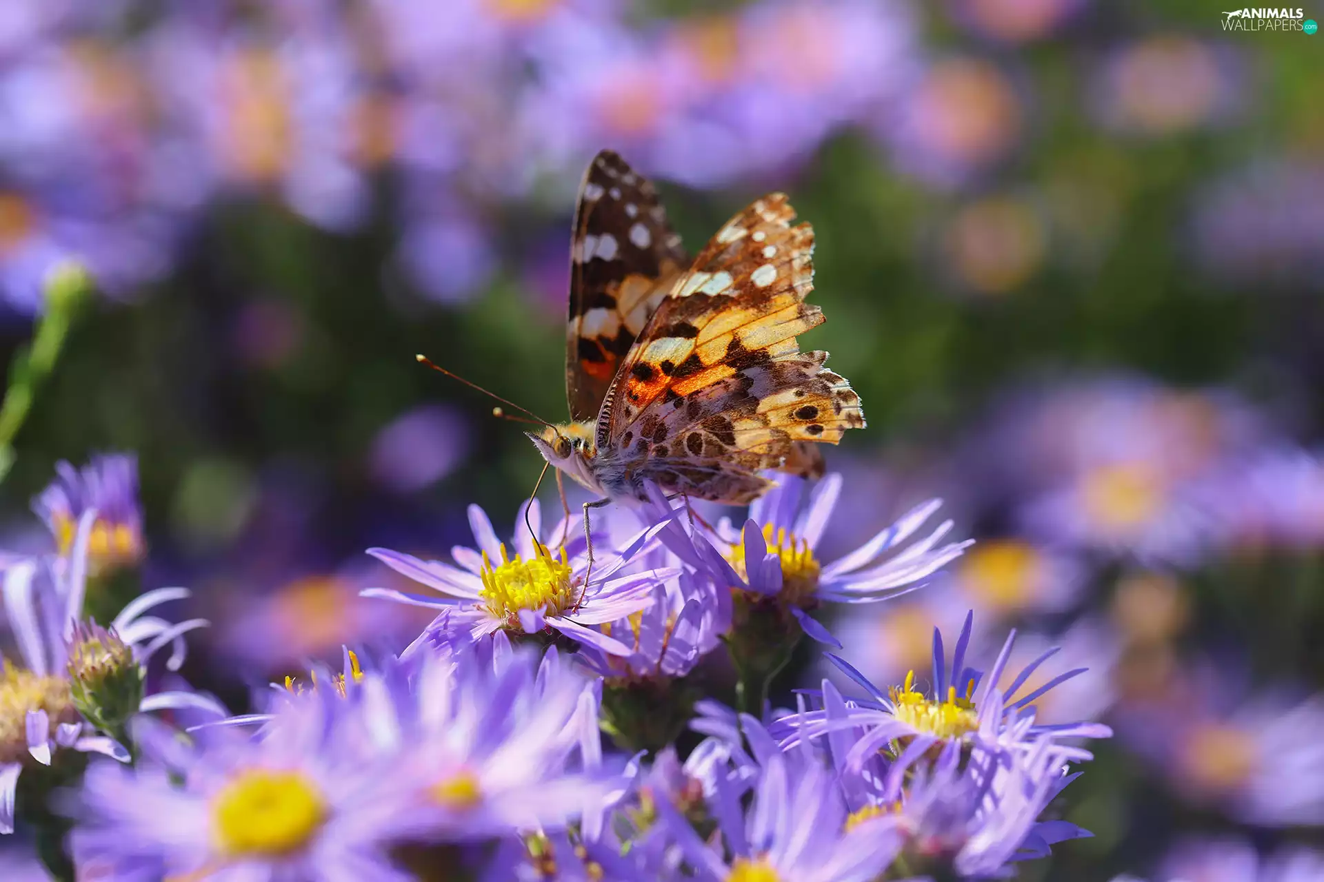 butterfly, Flowers, Astra, Insect