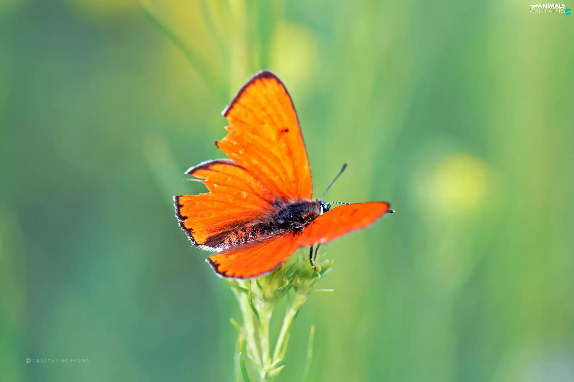 Insect, Orange, butterfly