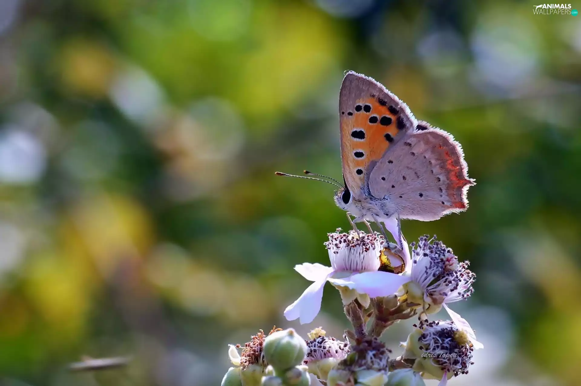 Close, butterfly, Flowers, Insect