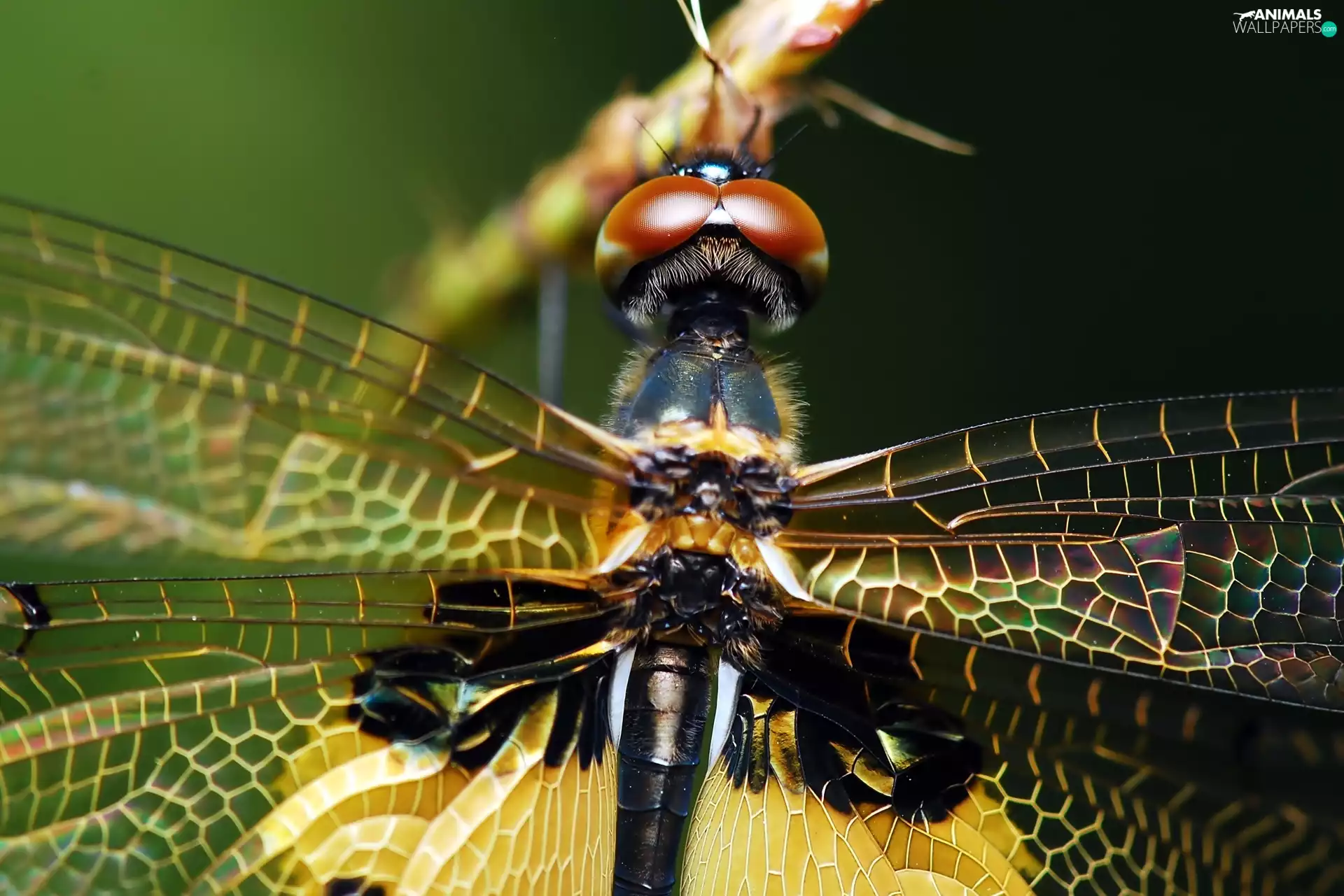 Close, dragon-fly, Insect