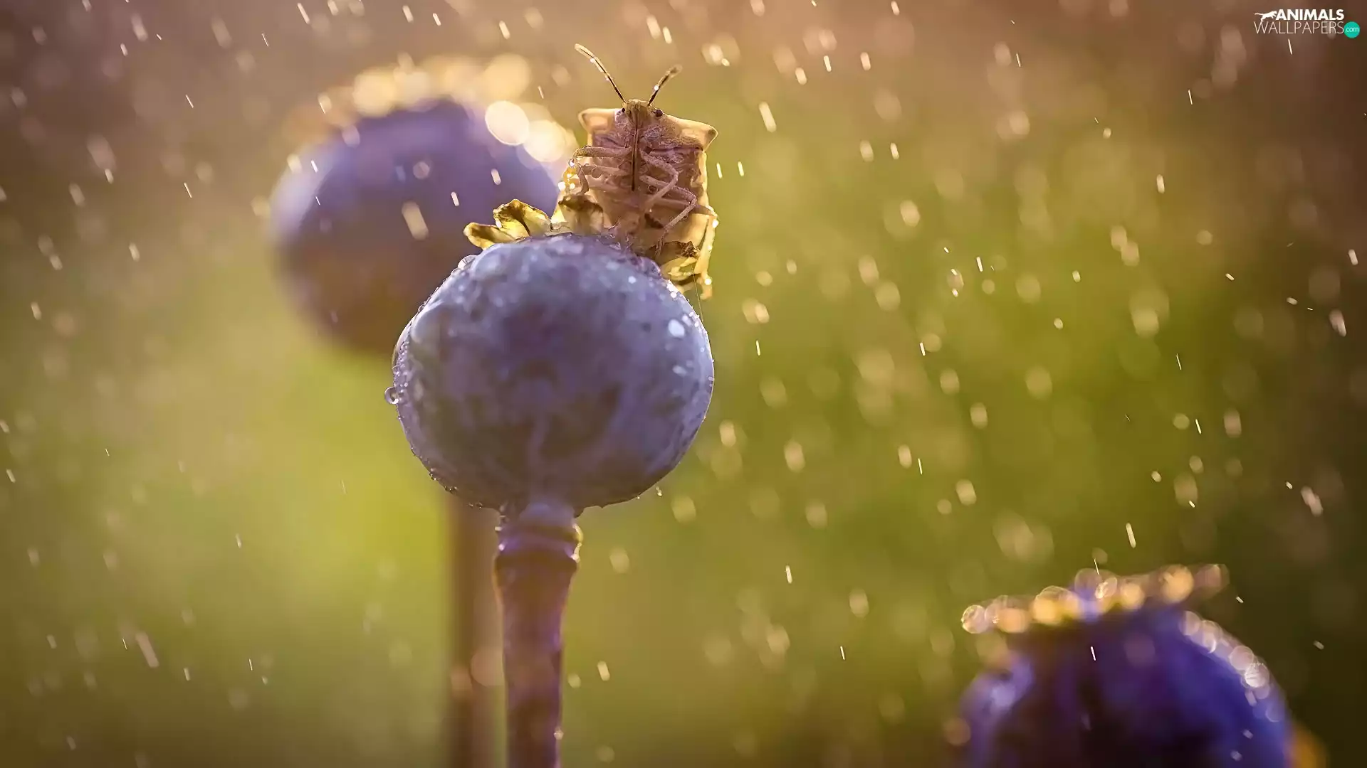 Close, poppy-head, Insect