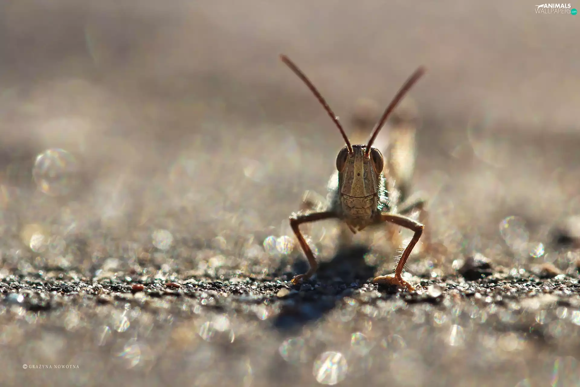 Insect, grasshopper, cricket