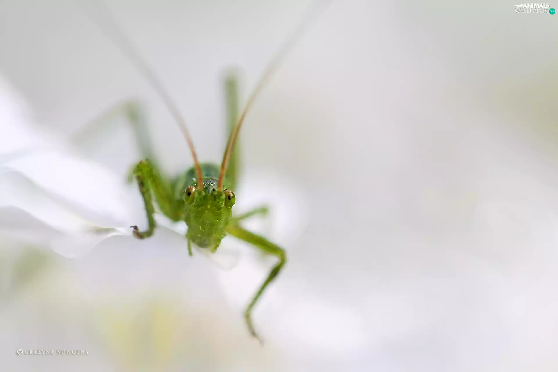 cricket, Green, grasshopper, Insect