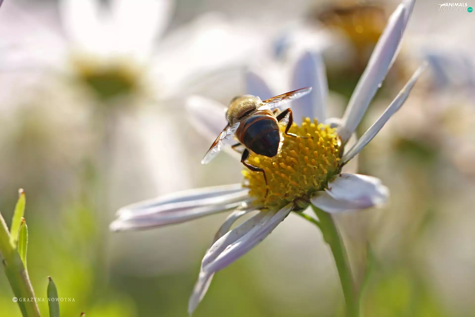 Colourfull Flowers, Close, Insect, wasp, Daisy