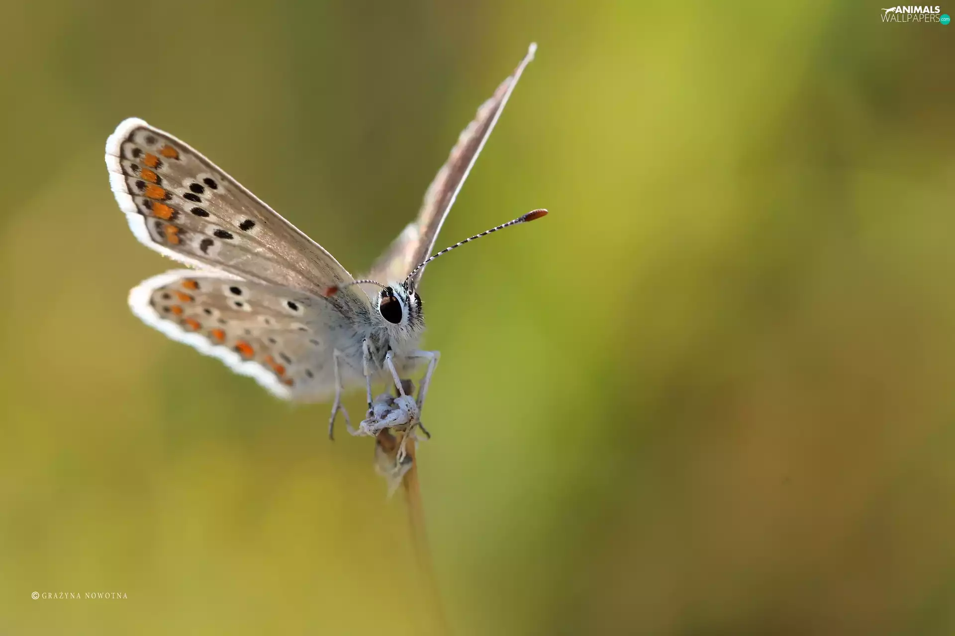 Insect, butterfly, Dusky