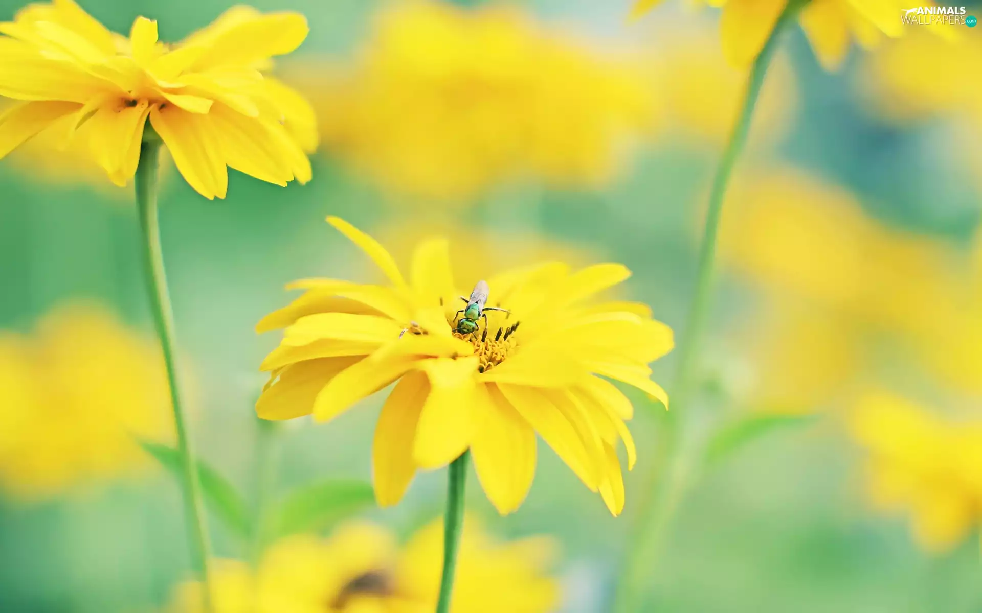 Insect, Yellow, Flowers