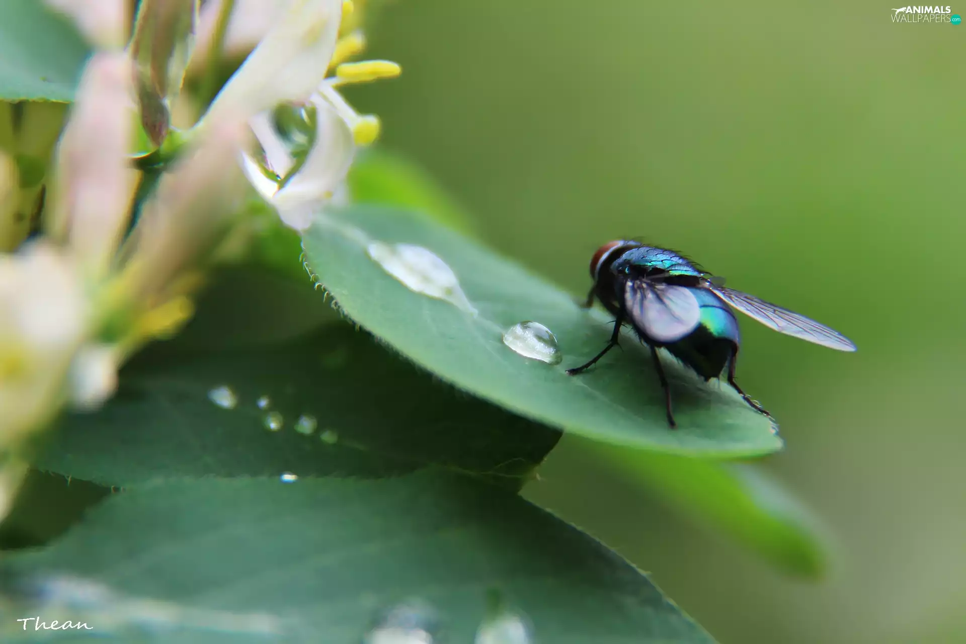 fly, Leaf, drop, Insect