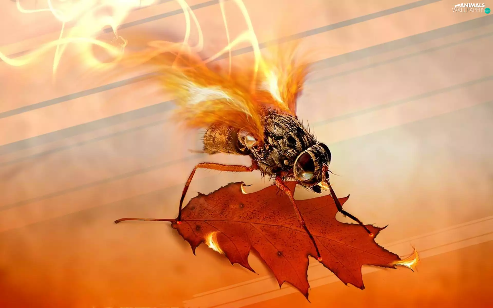 graphics, leaf, abstraction, Insect