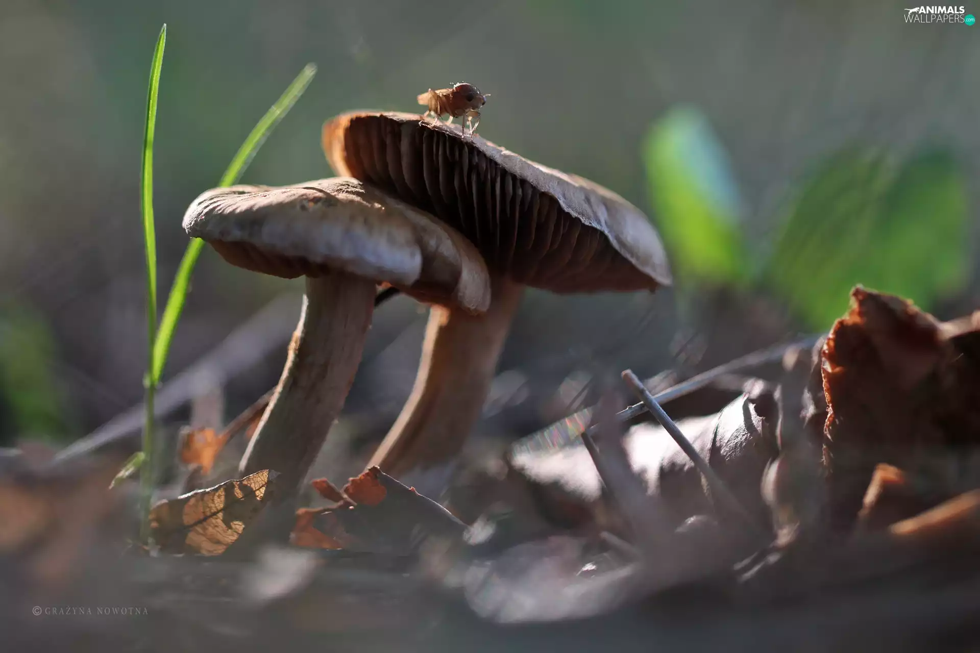 Insect, mushrooms, hats