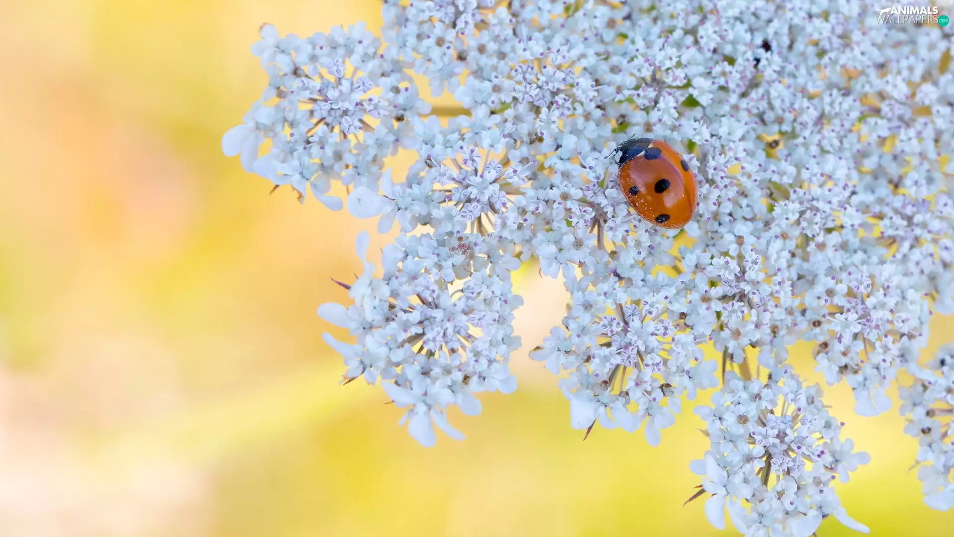 ladybird, Colourfull Flowers, Insect