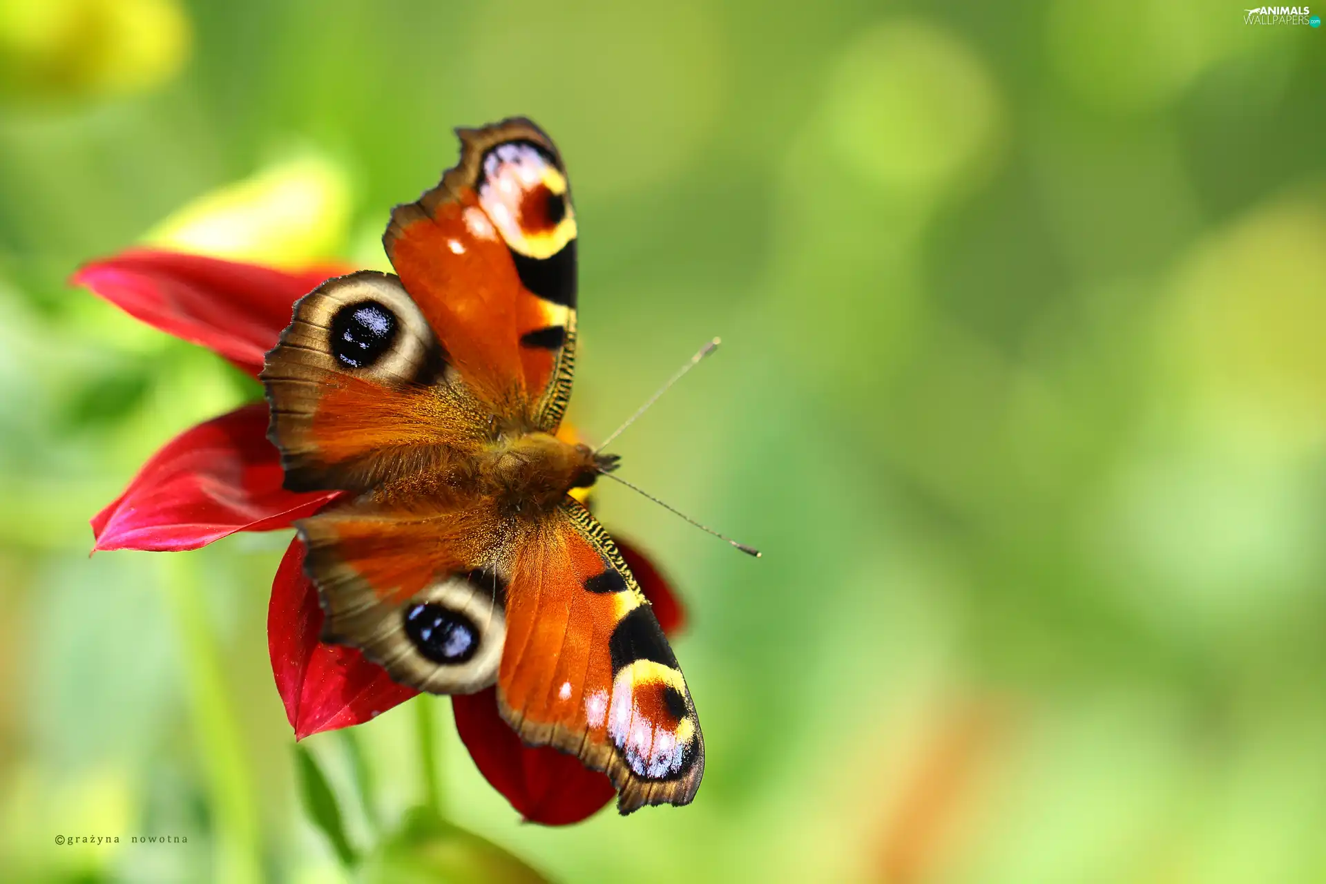 Insect, butterfly, Peacock