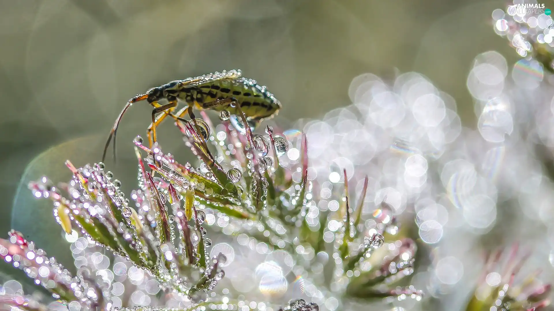 Plants, water, Insect, drops