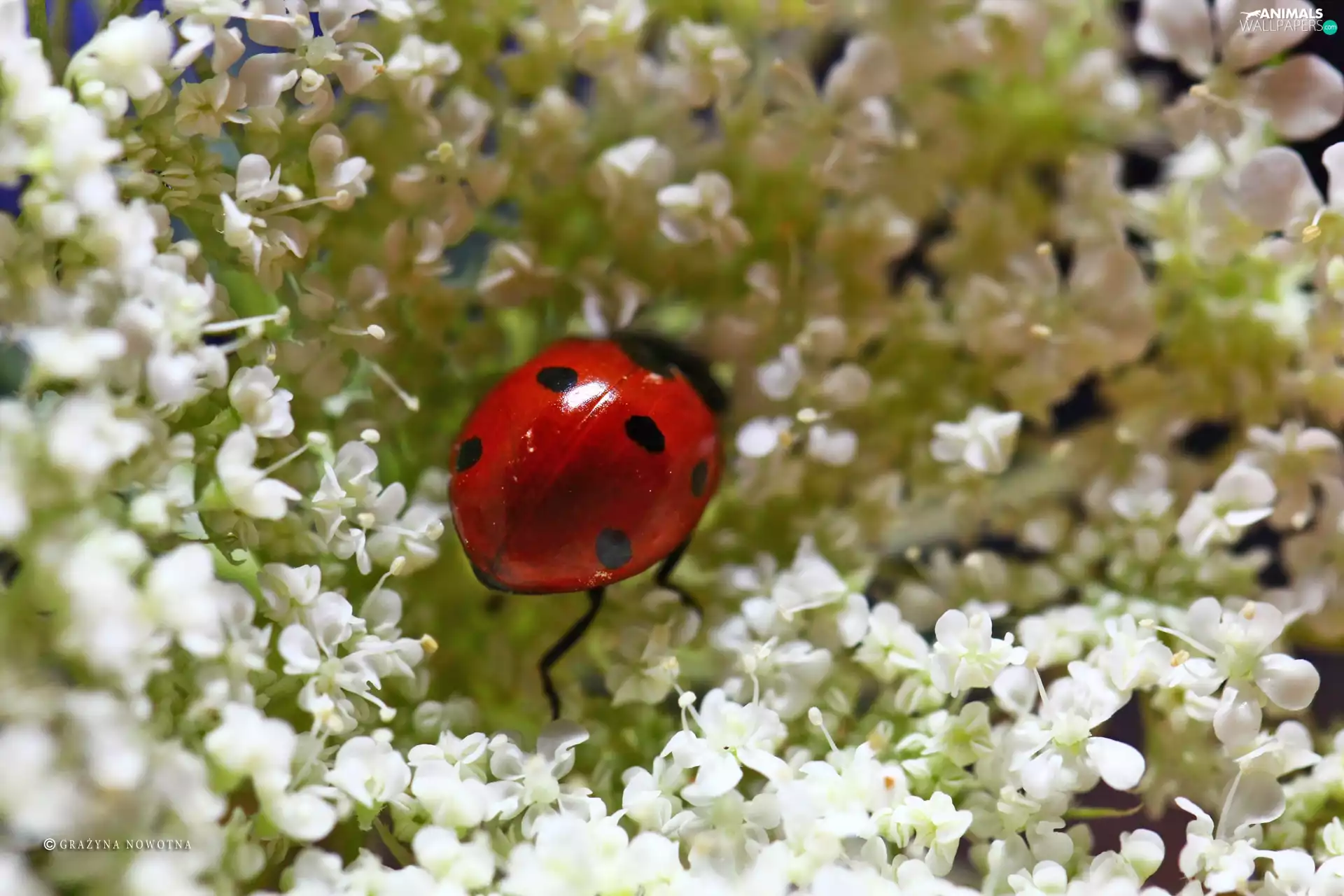 Insect, ladybird, Red