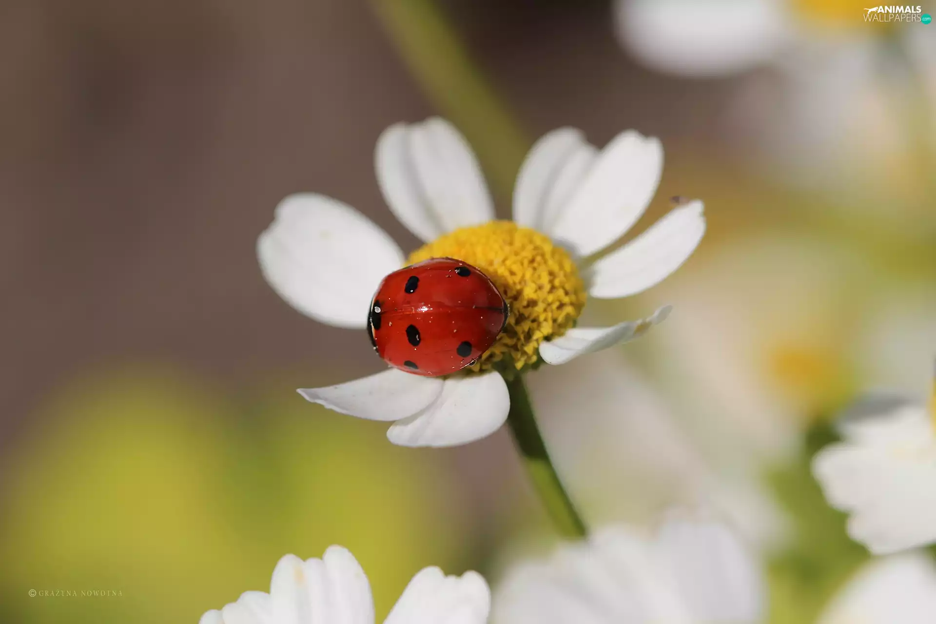 Insect, ladybird, Red