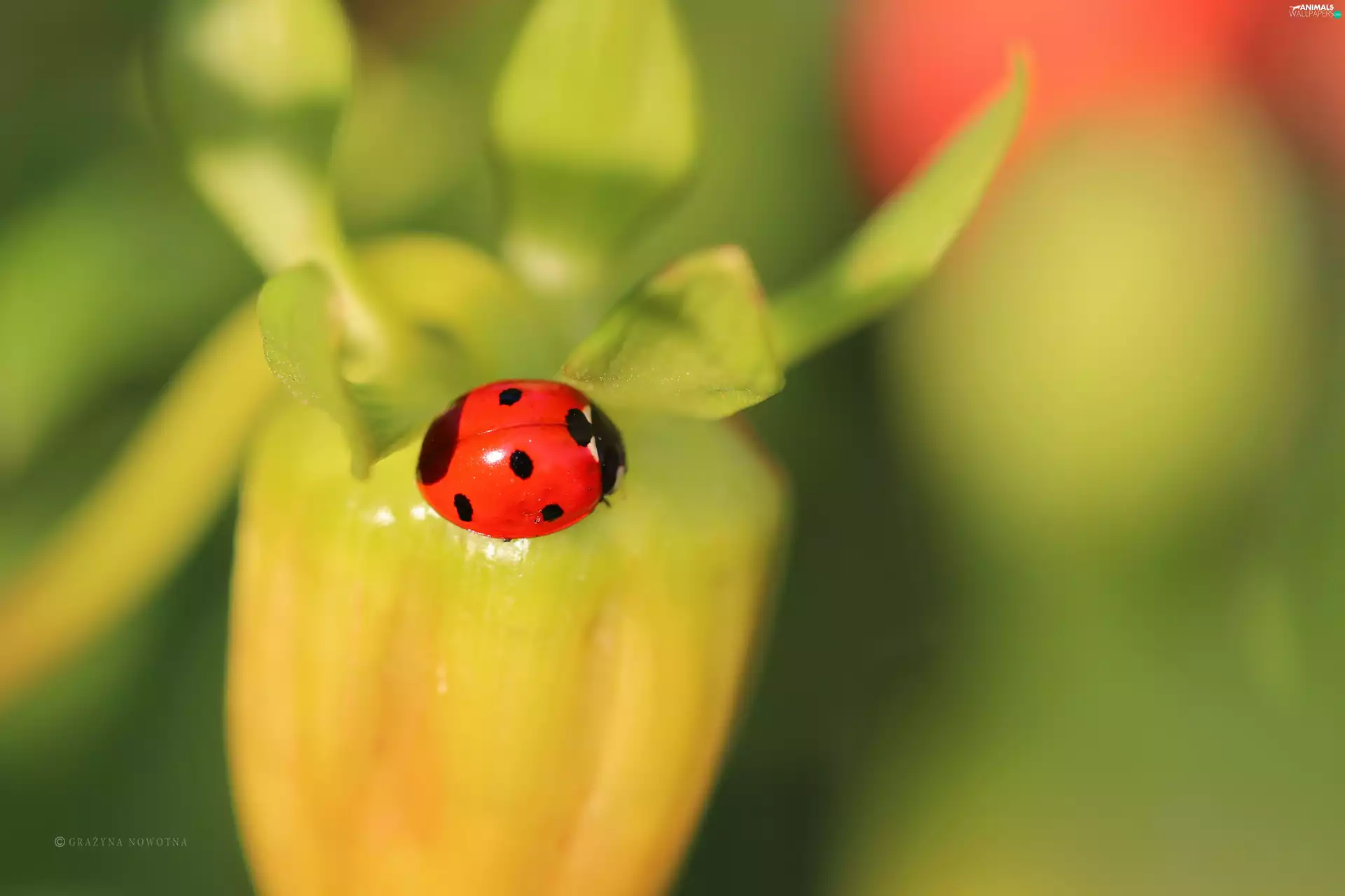 Insect, ladybird, Red