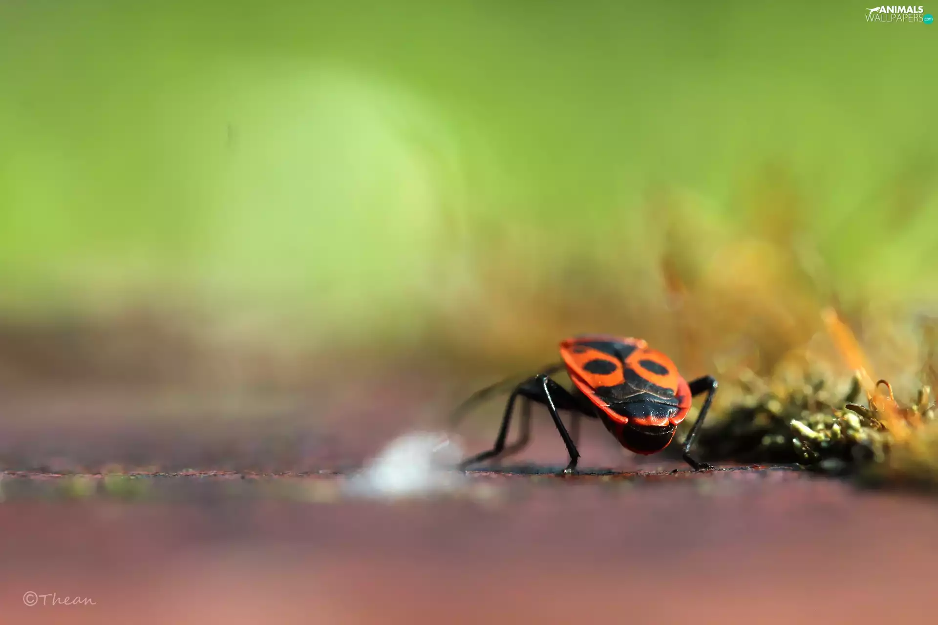 Red, Smith wingless, Insect