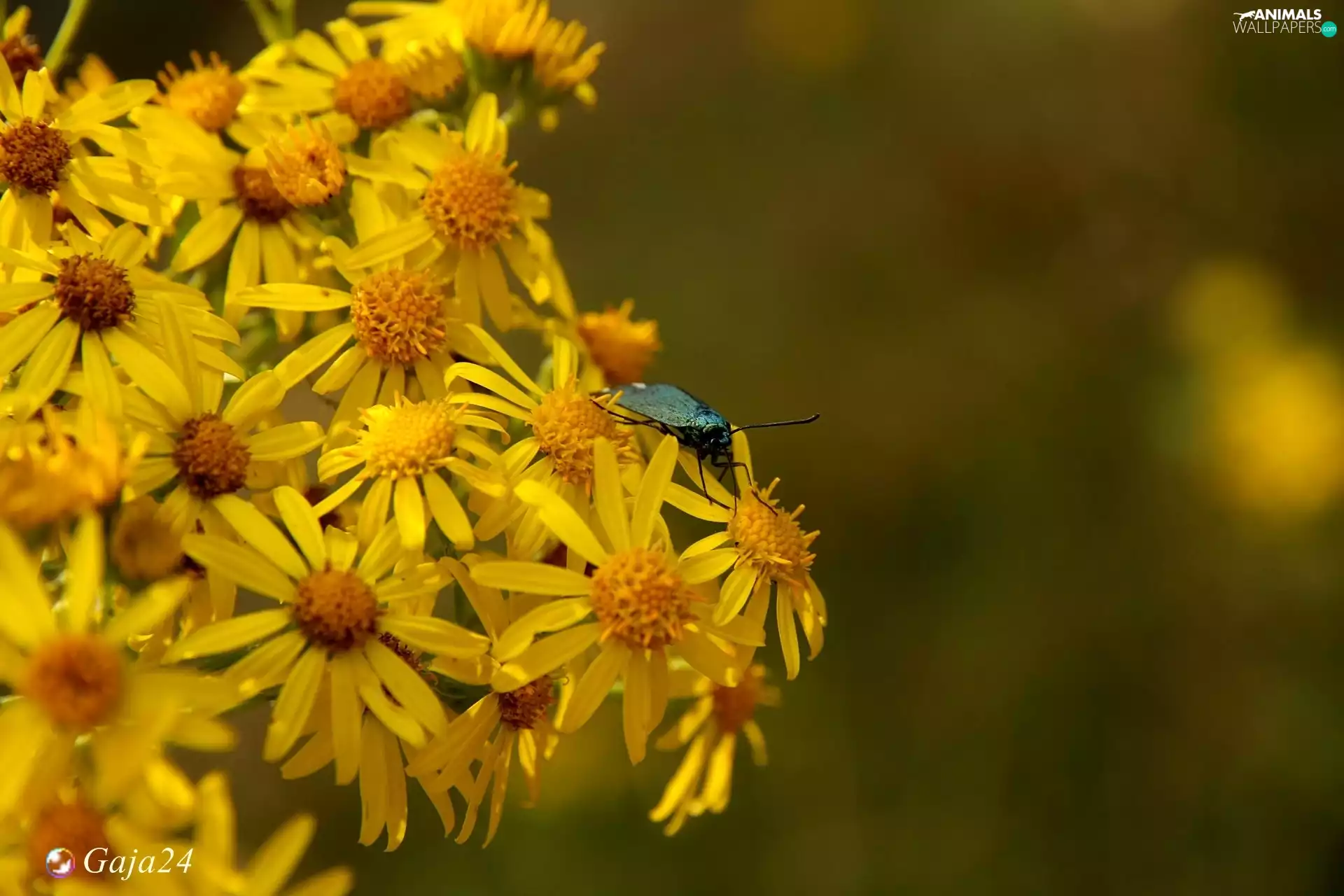 Flowers, Yellow, spring, Insect, old man, Wildflowers