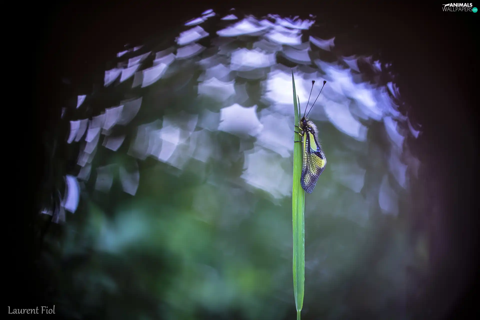 green ones, Yellow-Black, grass, Bokeh, stalk, Insect