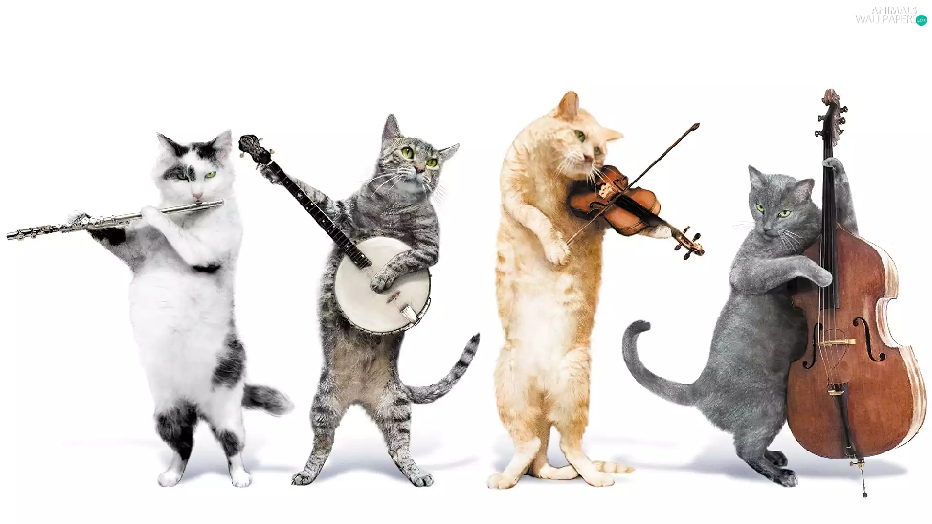 instruments, Cat, orchestra