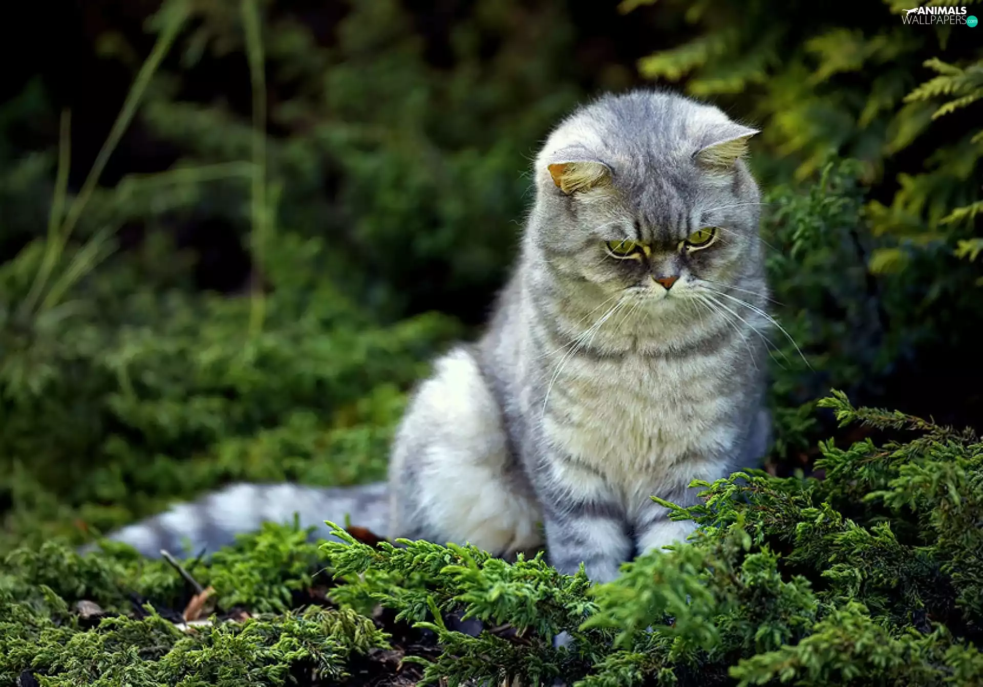 interest, cat, grass