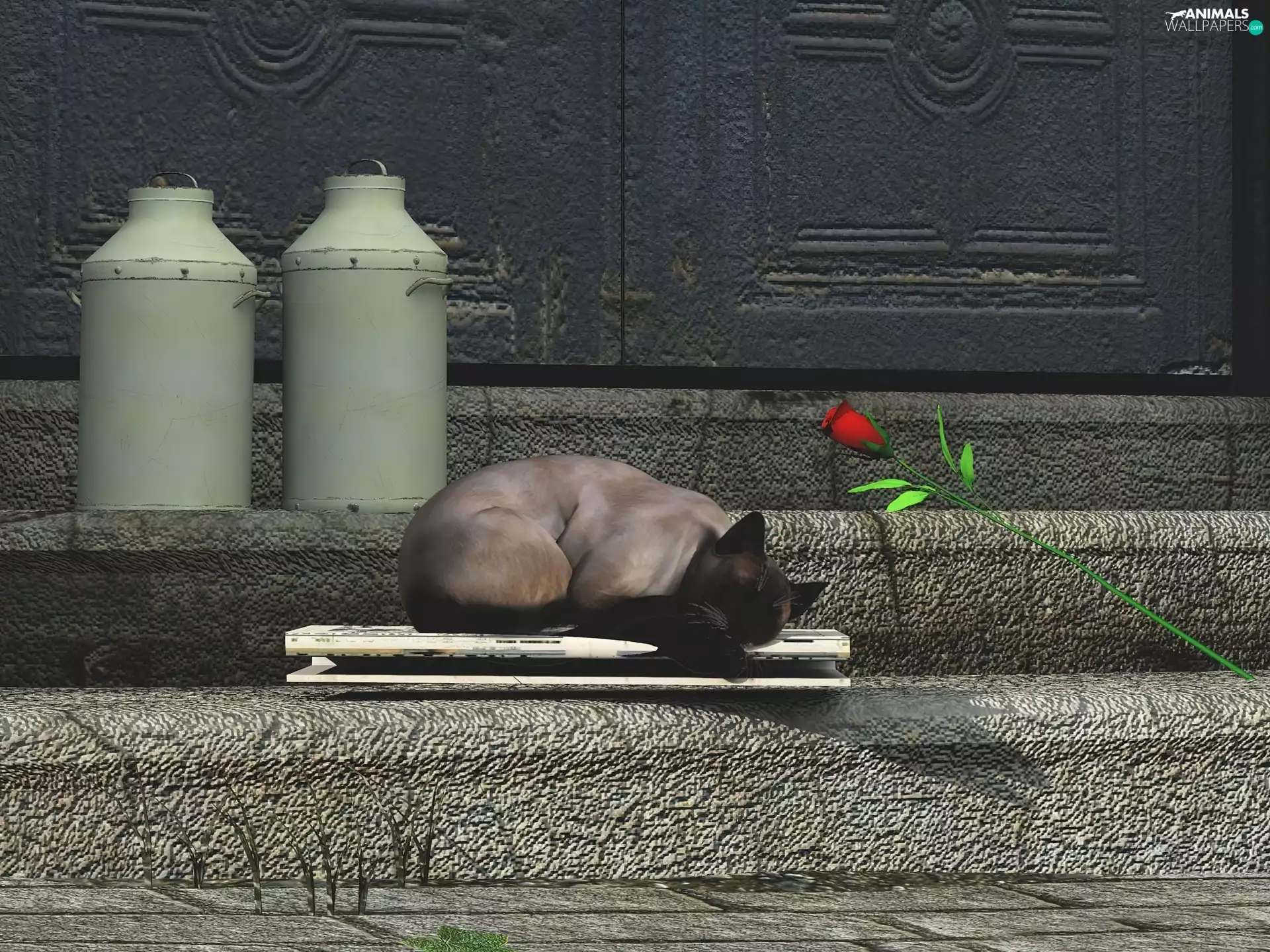 Stairs, interesting eyes, rose, cat