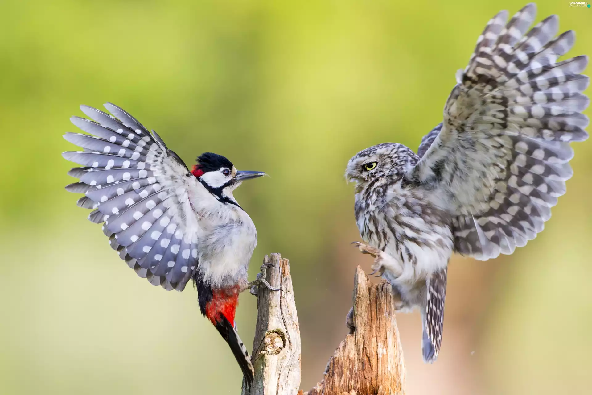 Mutual, Intimidation, woodpecker, test, owl