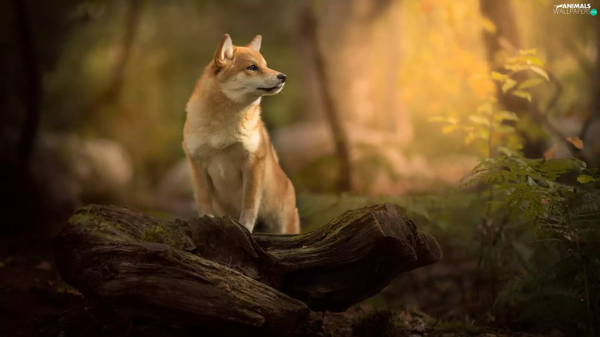Wood, plant, Shiba inu, muzzle, dog