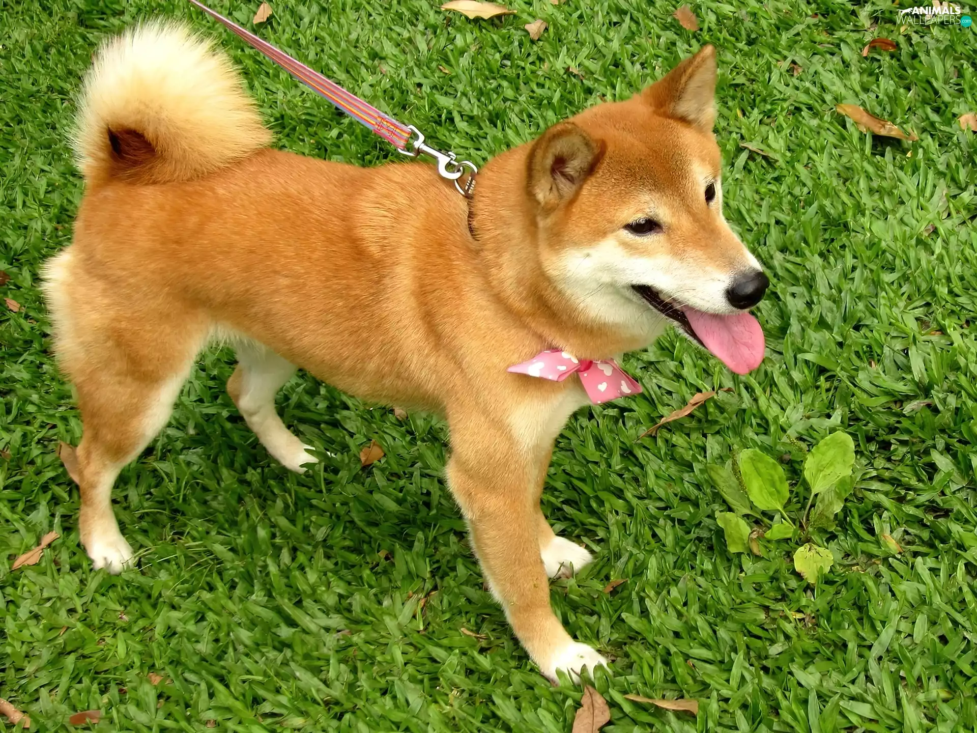 Shiba inu, grass, Leash, Loop