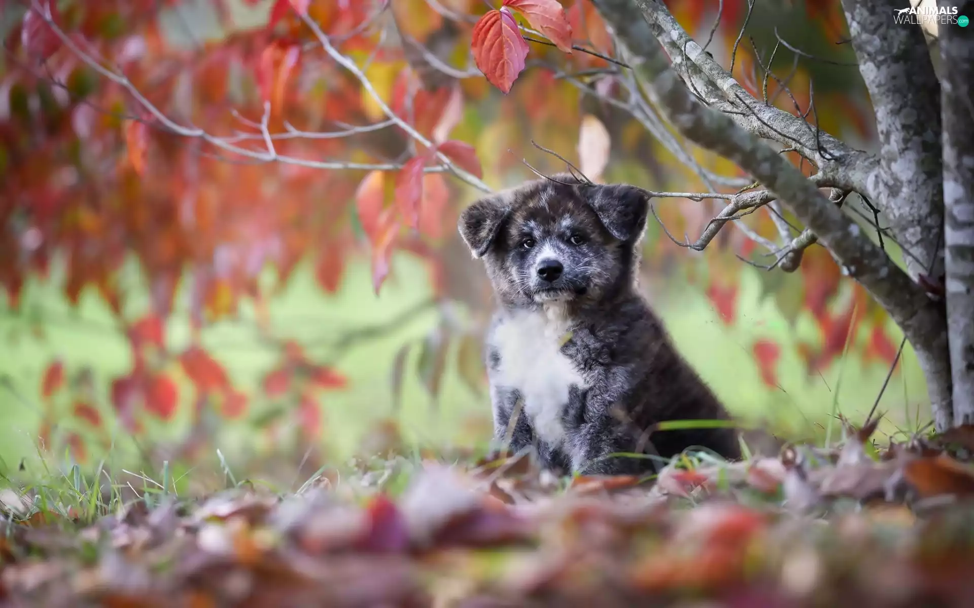 Leaf, autumn, Akita Inu, trees, puppie